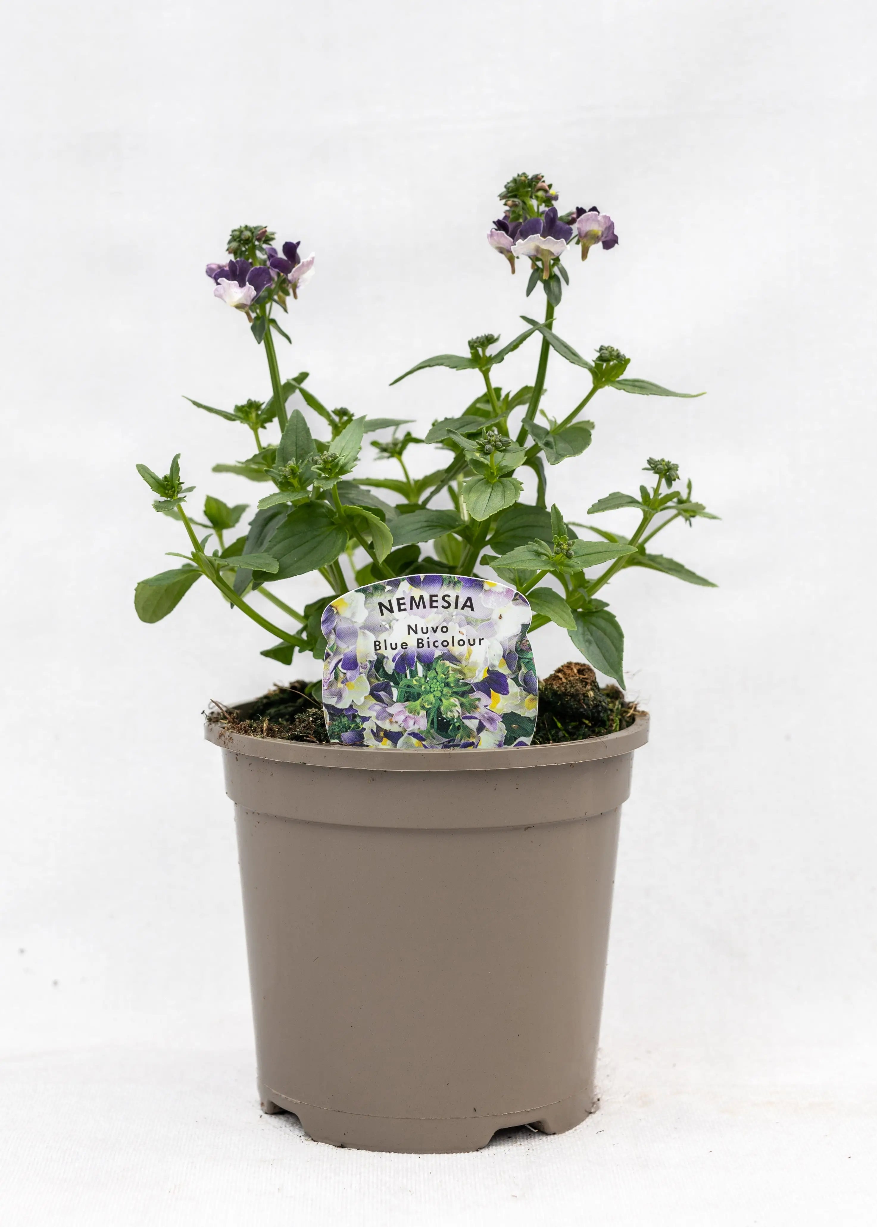 Nemesia 'Nuvo Blue Bicolor'