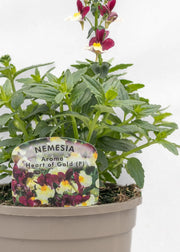 Nemesia 'Aroma Heart of Gold'