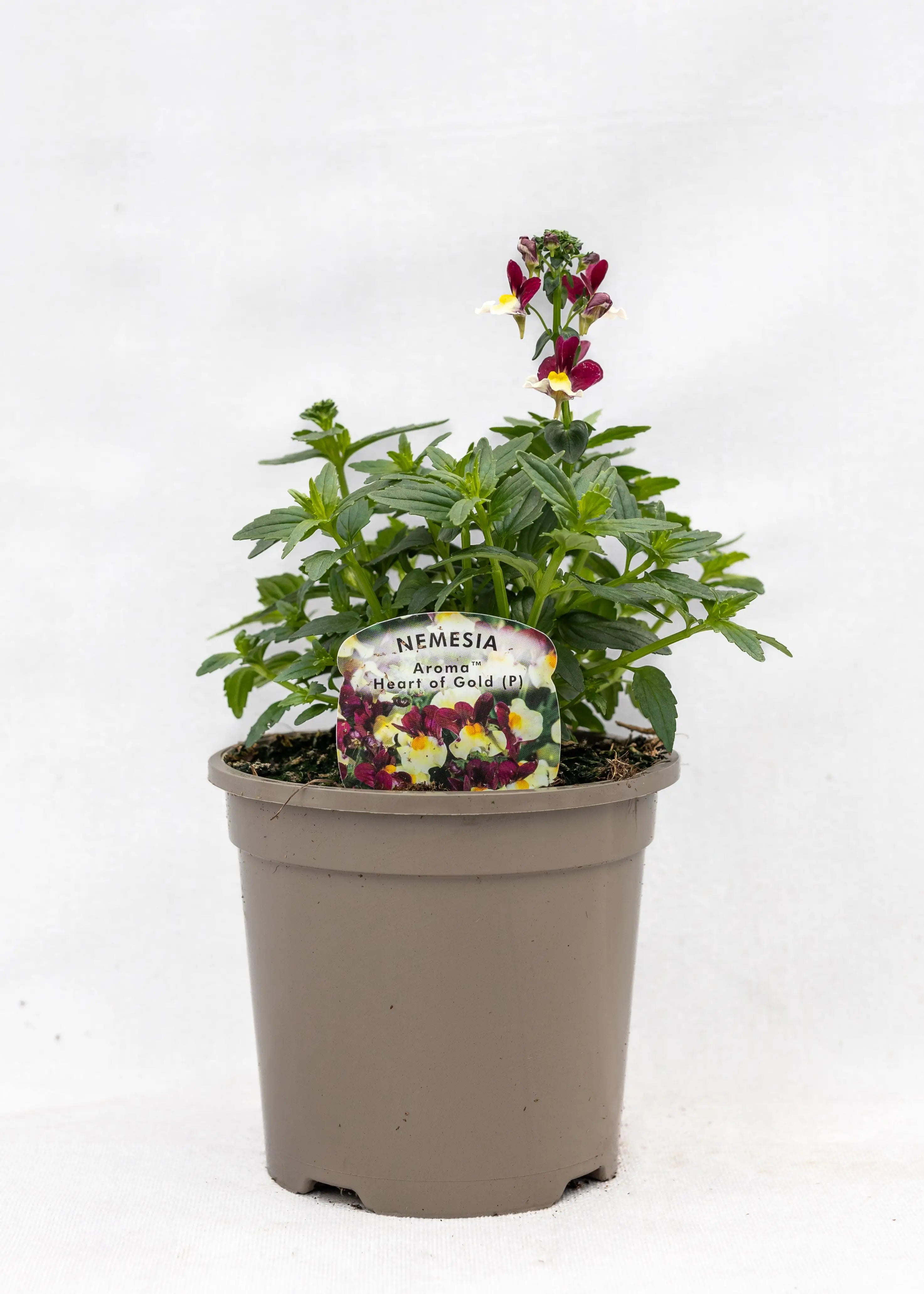 Nemesia 'Aroma Heart of Gold'