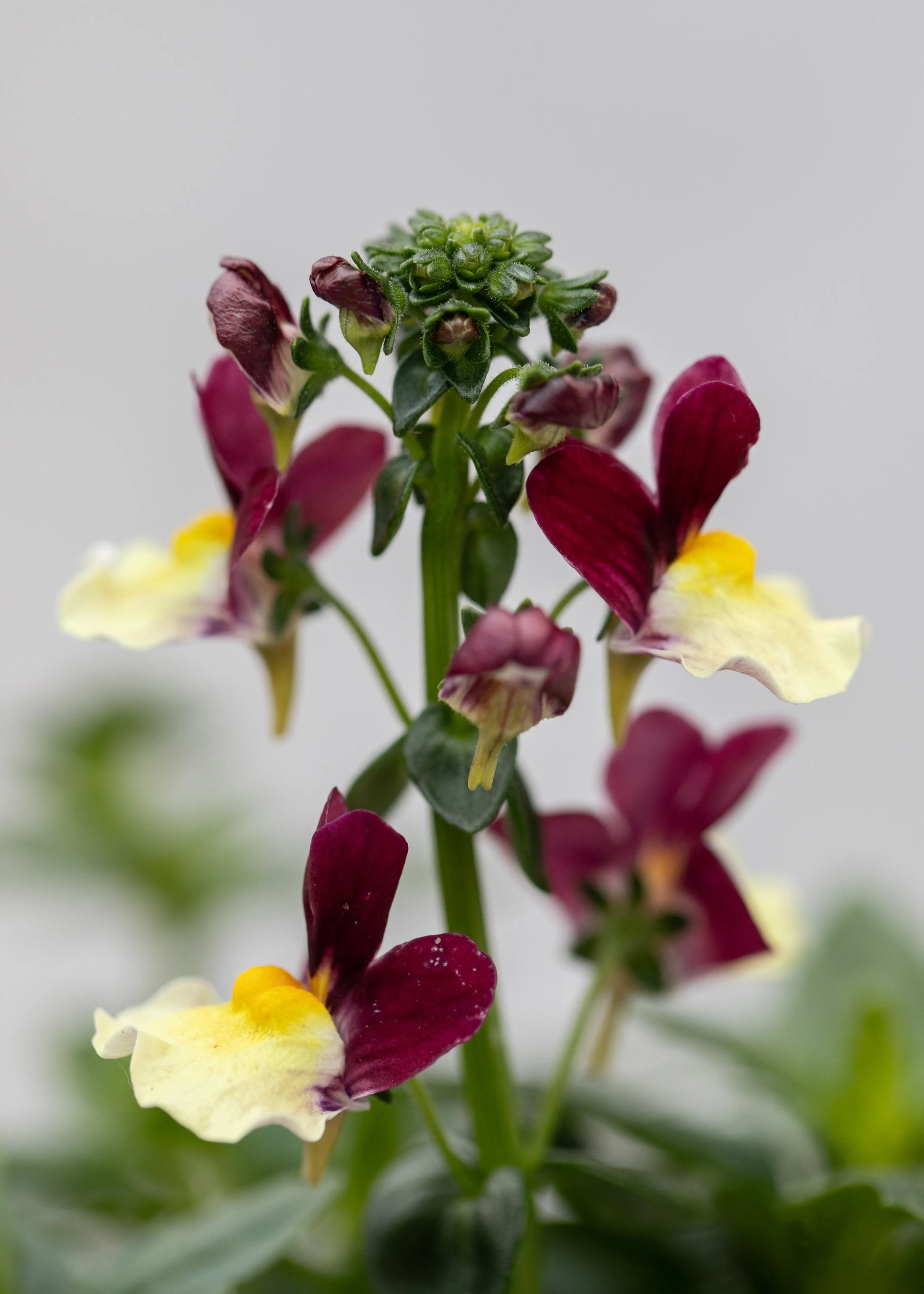 Nemesia 'Aroma Heart of Gold'