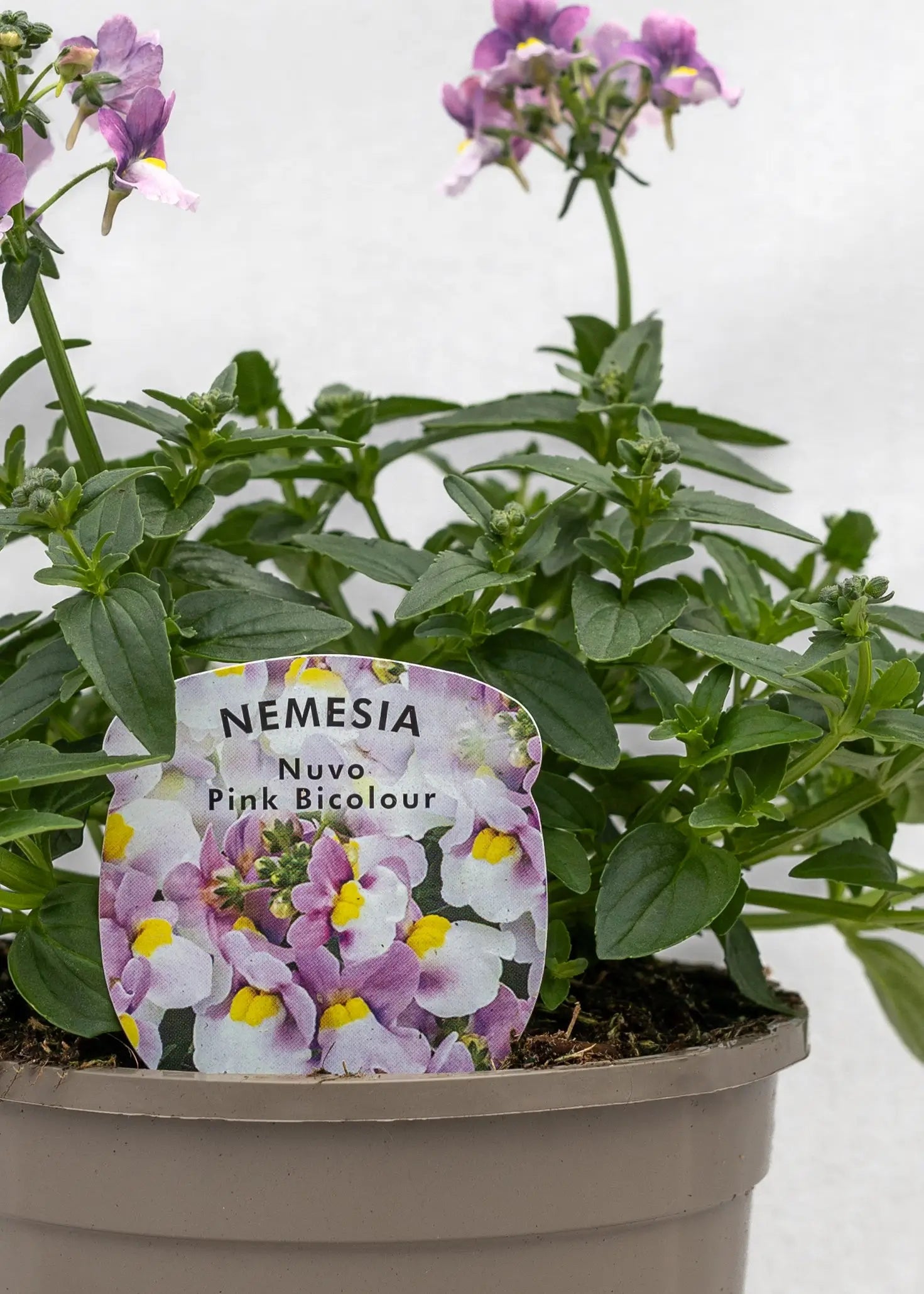 Nemesia 'Nuvo Pink Bicolor'