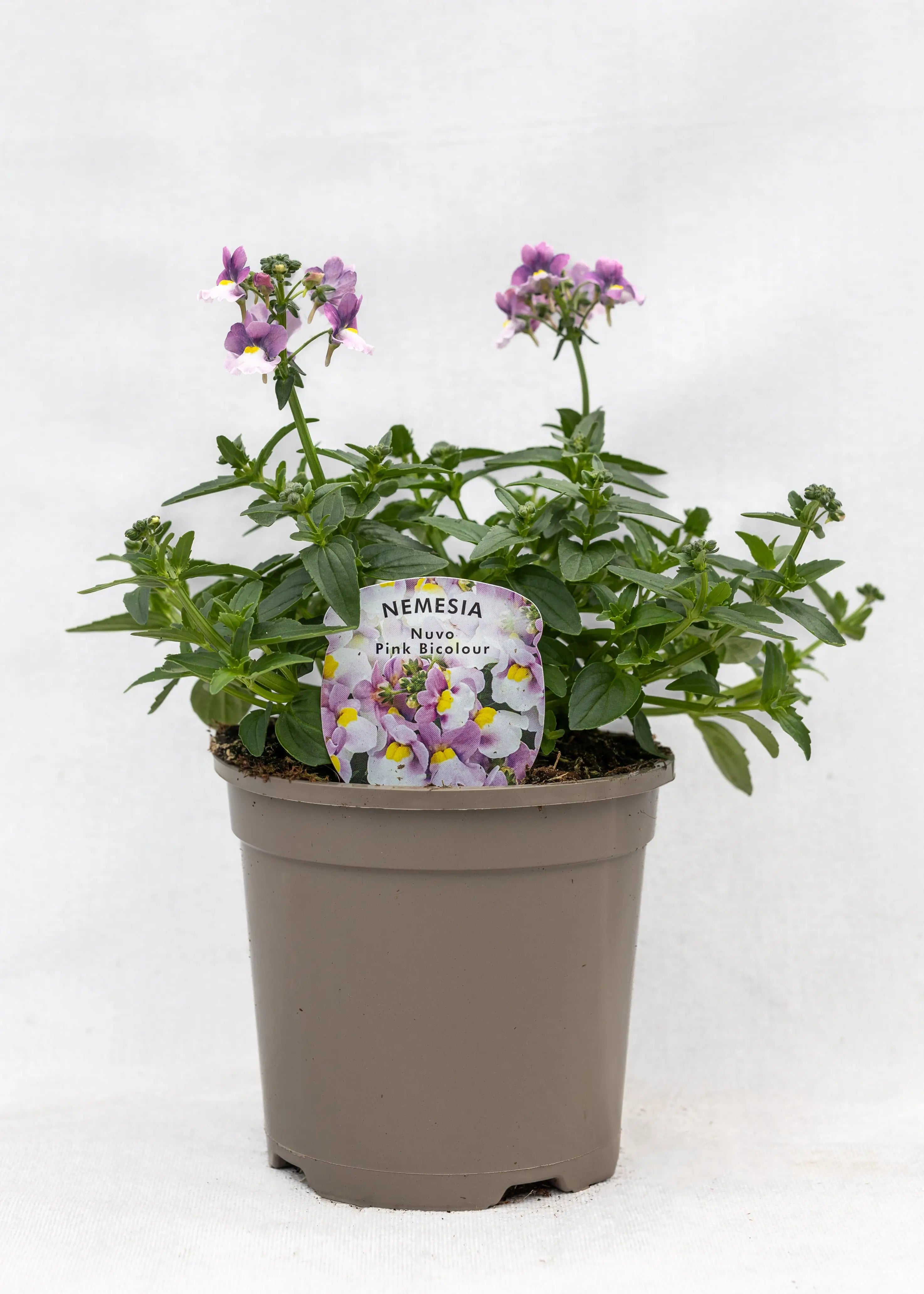Nemesia 'Nuvo Pink Bicolor'