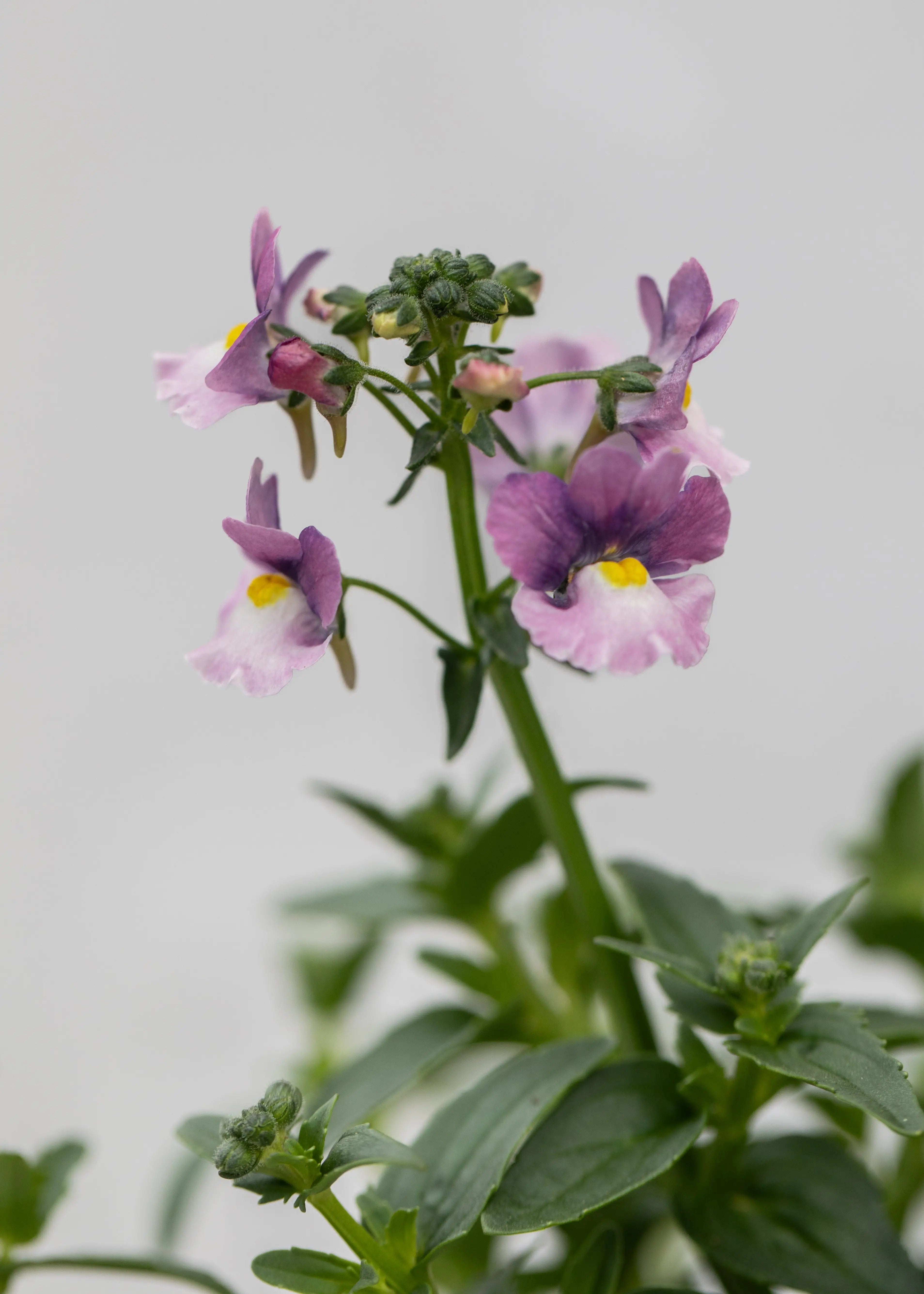Nemesia 'Nuvo Pink Bicolor'