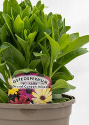 Osteospermum 'Akila Mixed Grand Canyon'