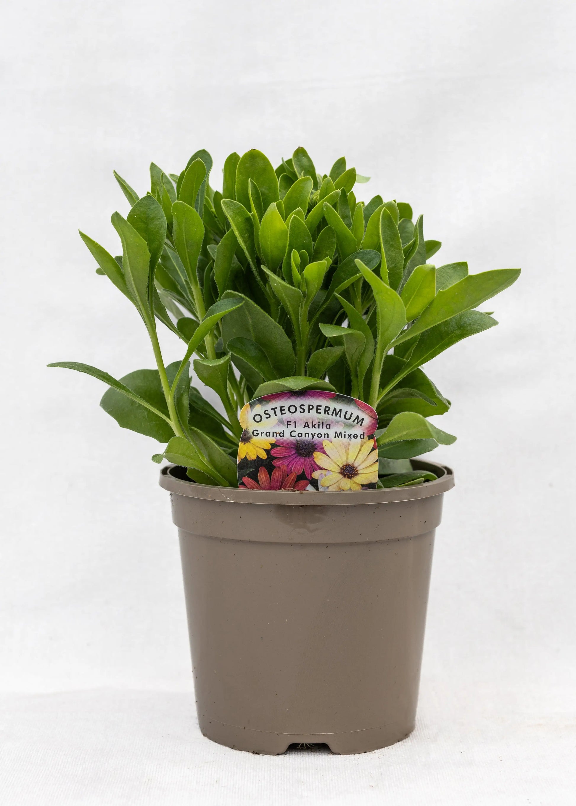 Osteospermum 'Akila Mixed Grand Canyon'