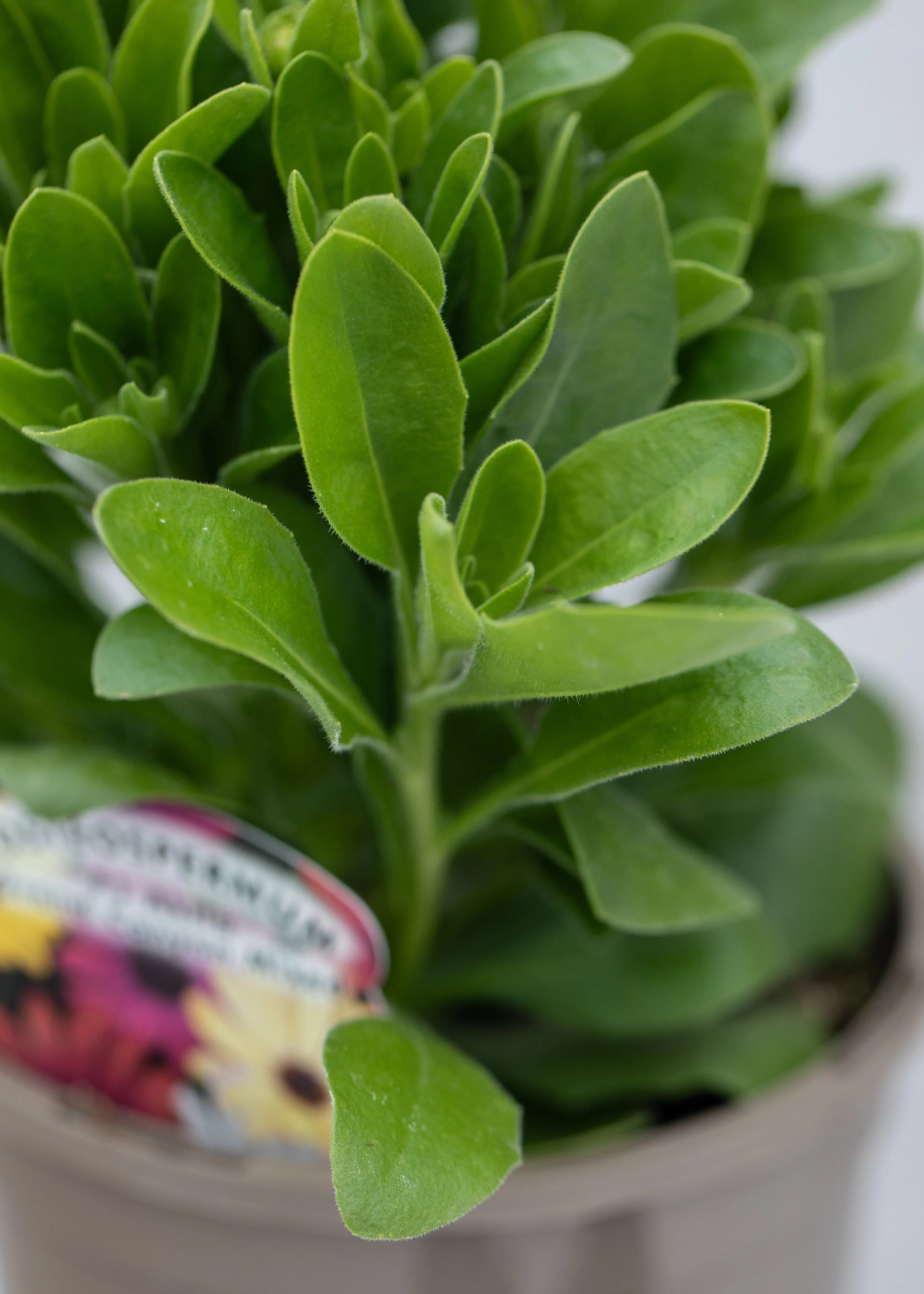 Osteospermum 'Akila Mixed Grand Canyon'