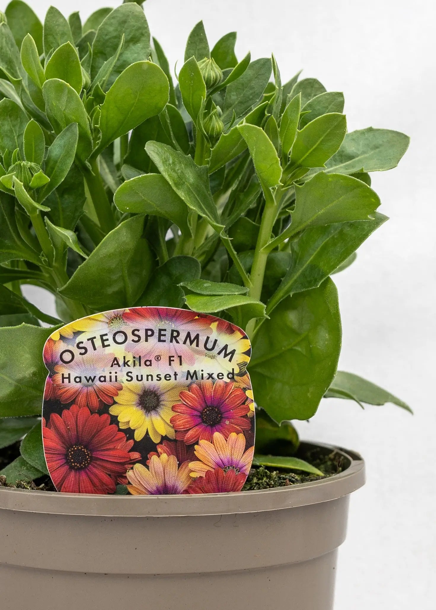 Osteospermum 'Akila Mixed Hawaii Shades'