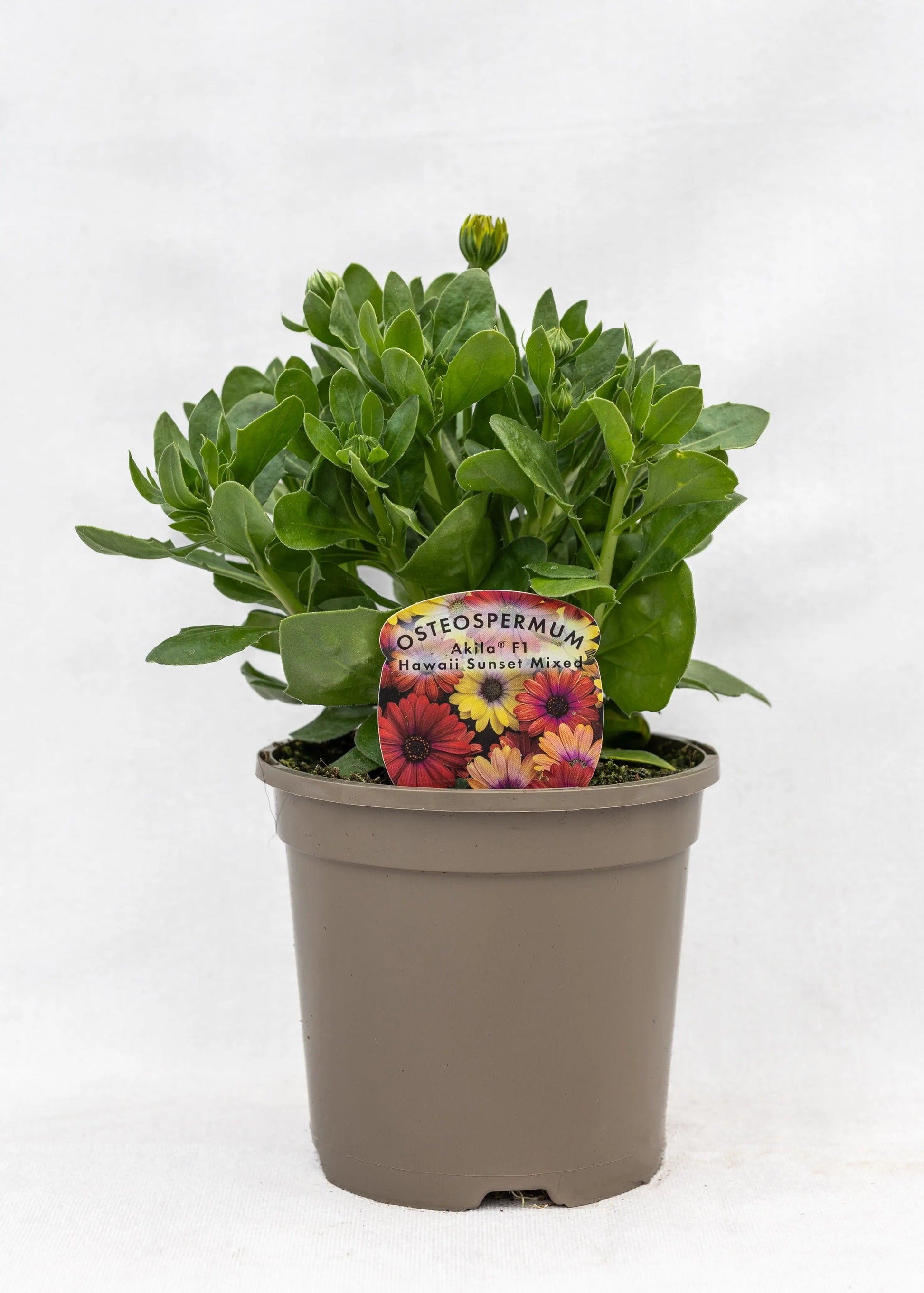 Osteospermum 'Akila Mixed Hawaii Shades'