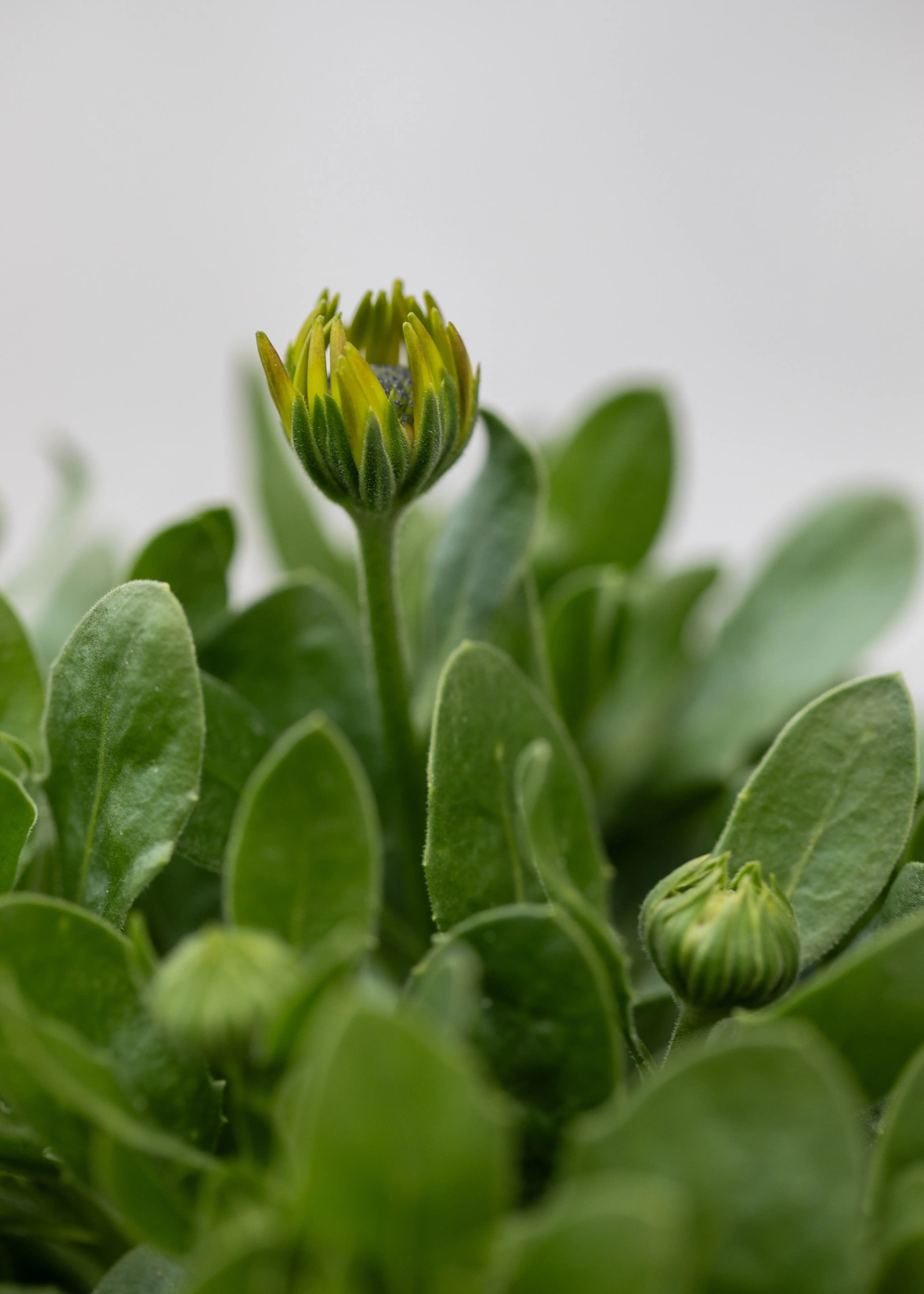 Osteospermum 'Akila Mixed Hawaii Shades'