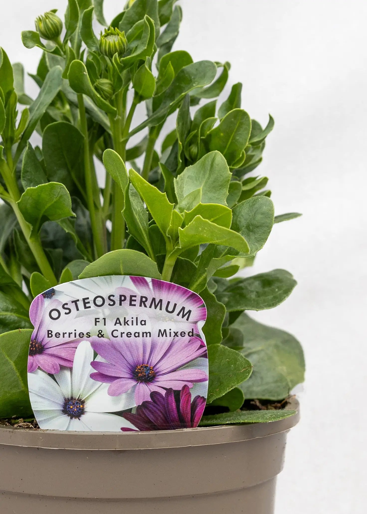 Osteospermum 'Akila Mixed Berries & Cream'
