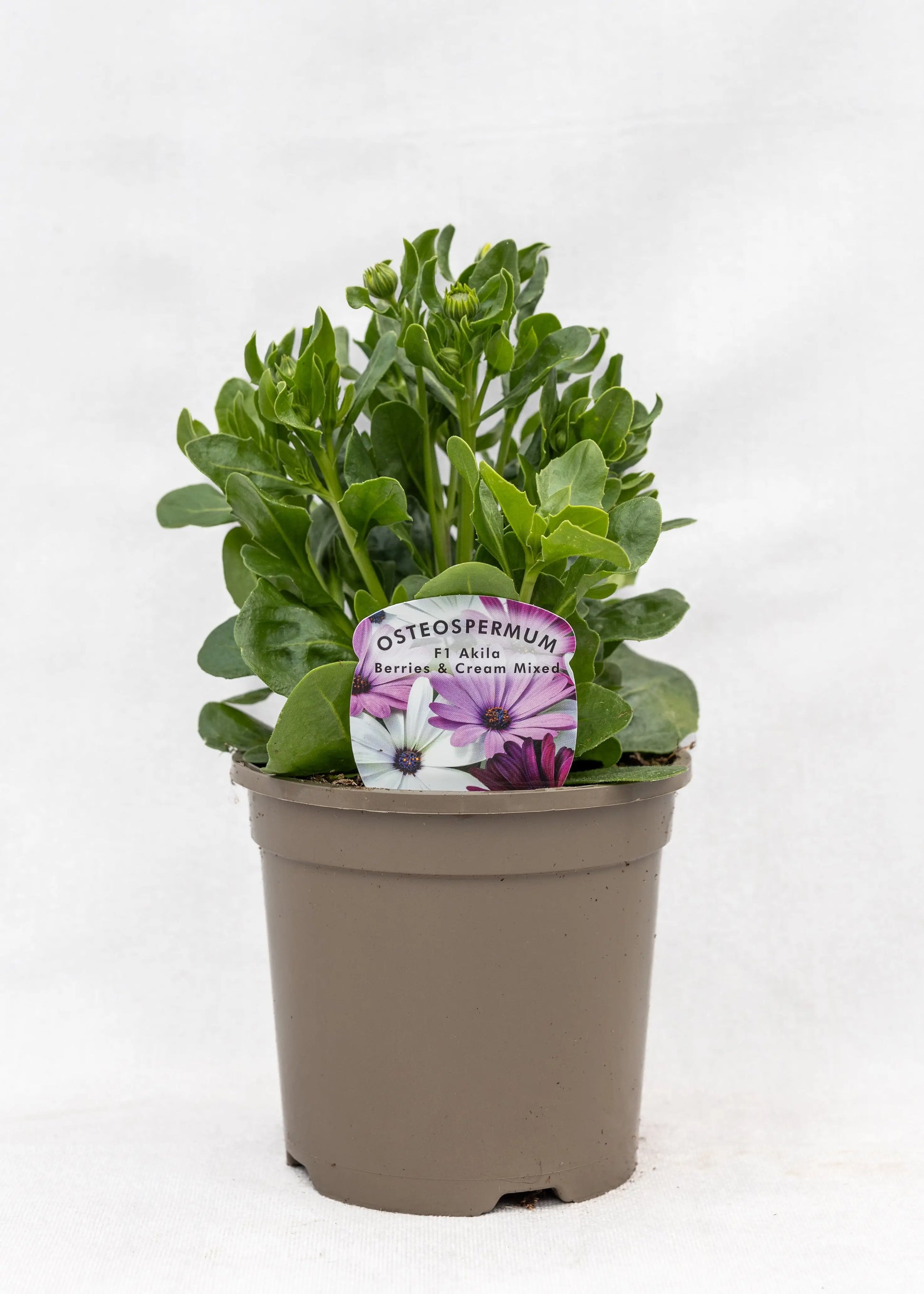 Osteospermum 'Akila Mixed Berries & Cream'