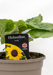 Helianthus 'Smiley'