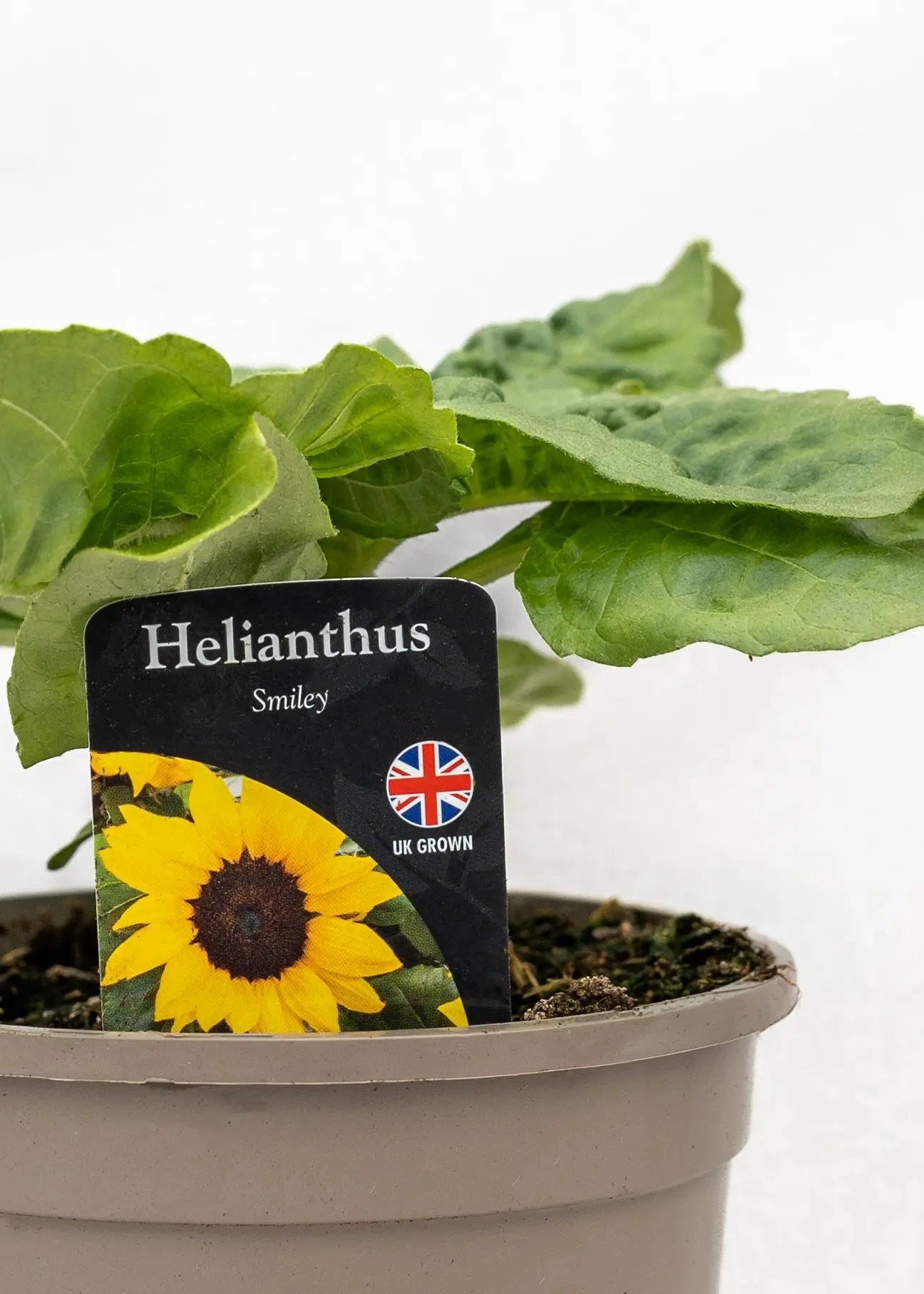 Helianthus 'Smiley'