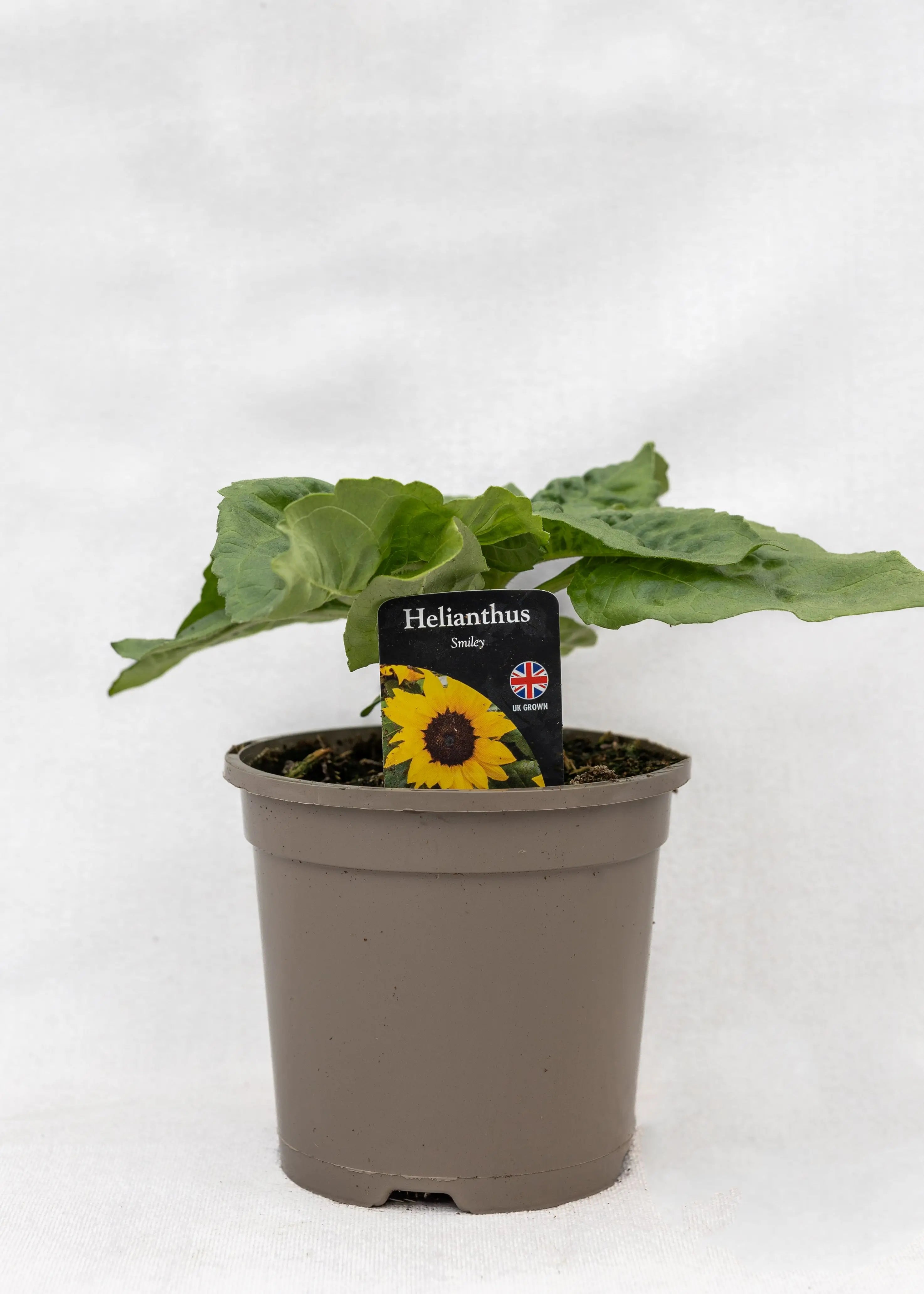 Helianthus 'Smiley'