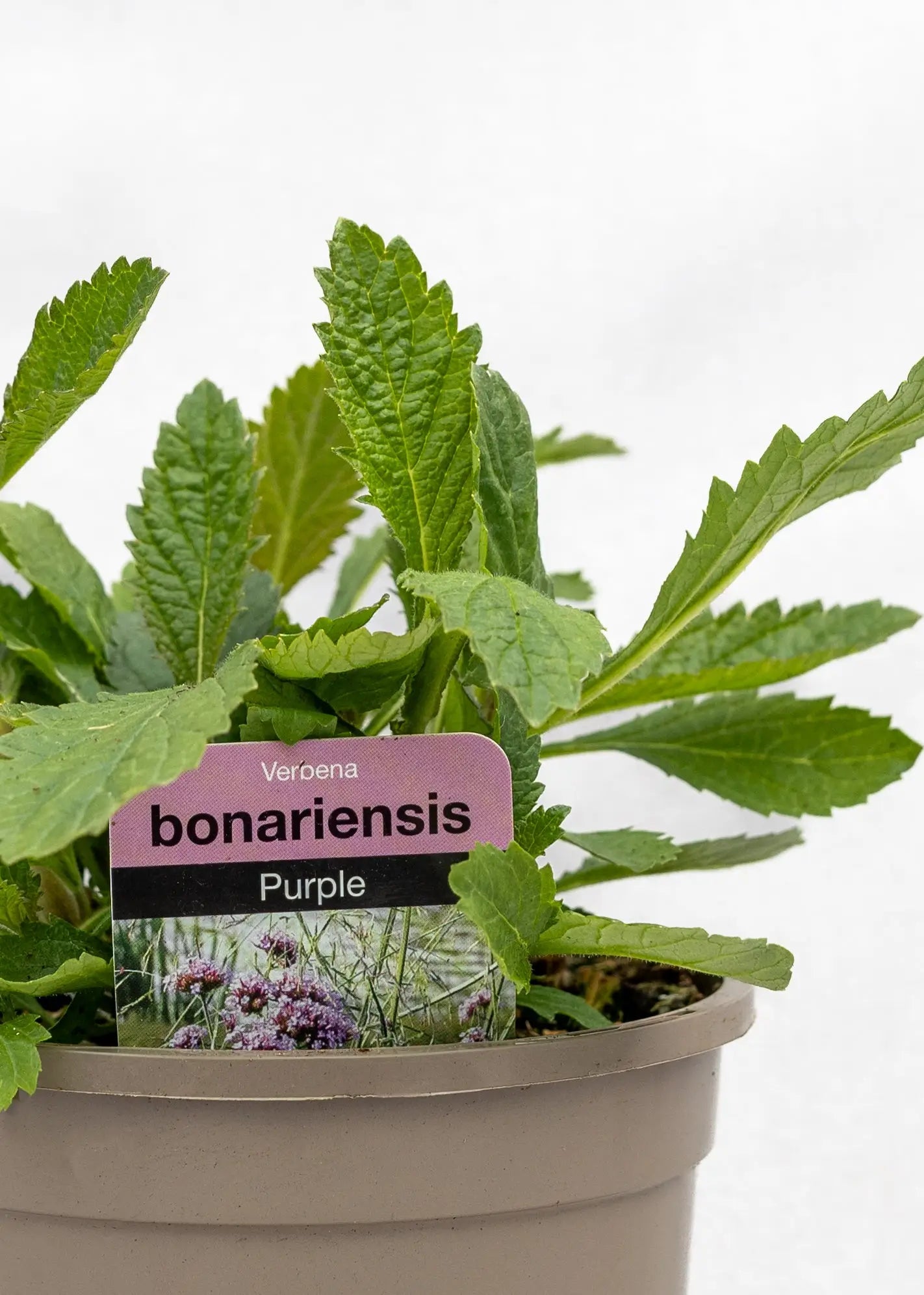 Verbena bonariensis