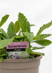 Verbena bonariensis