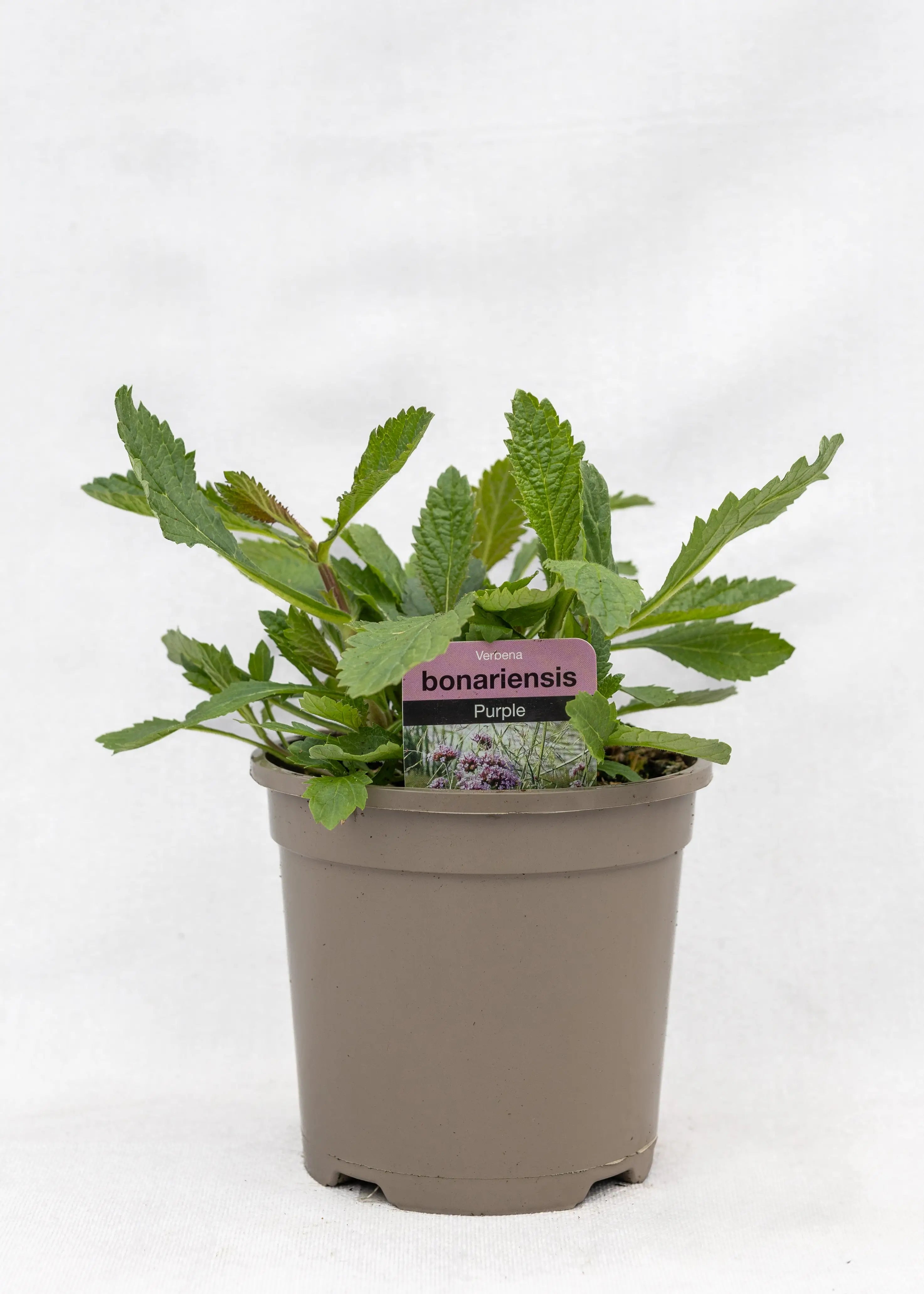 Verbena bonariensis