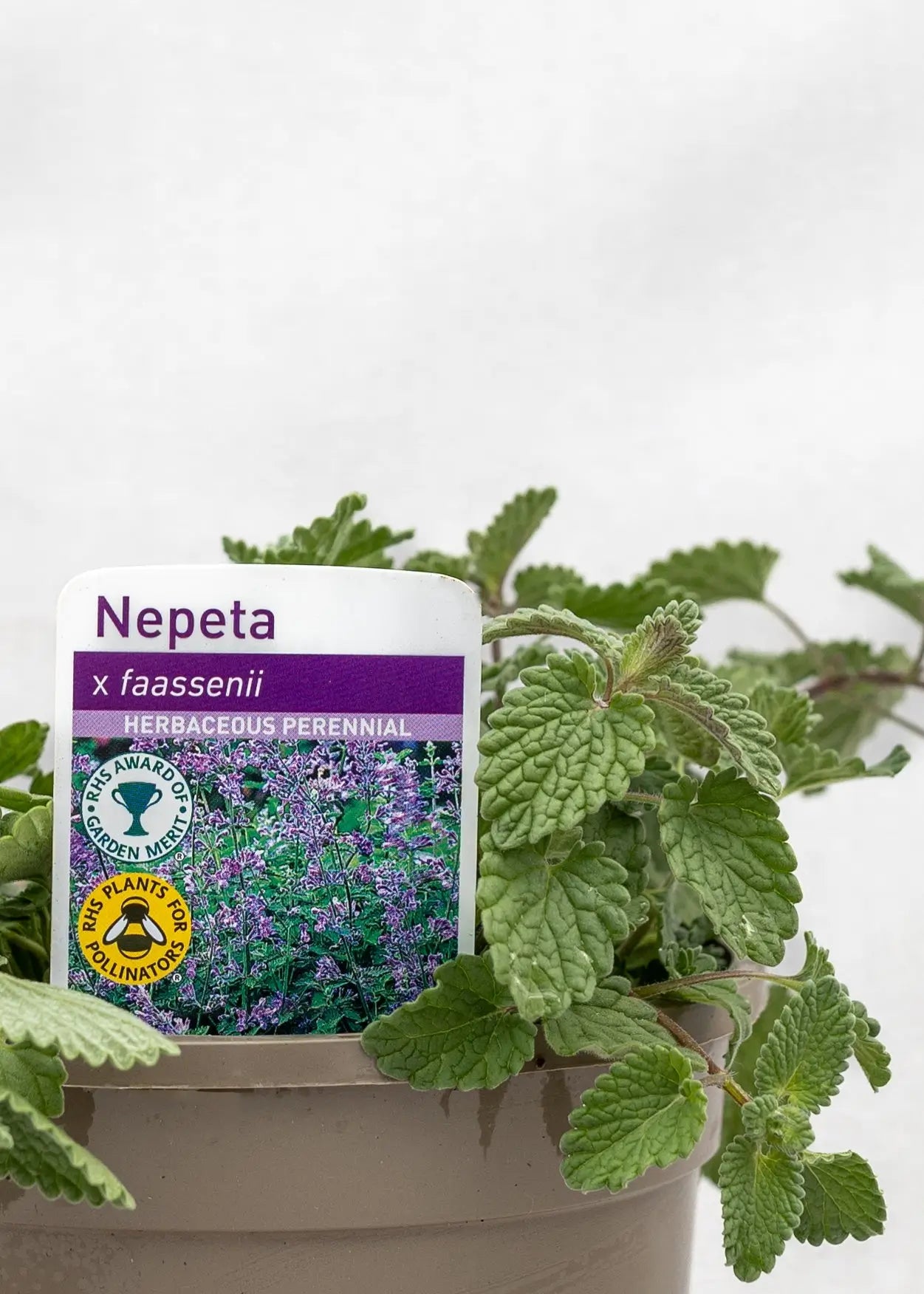 Nepeta 'Faassenii'