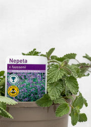 Nepeta 'Faassenii'