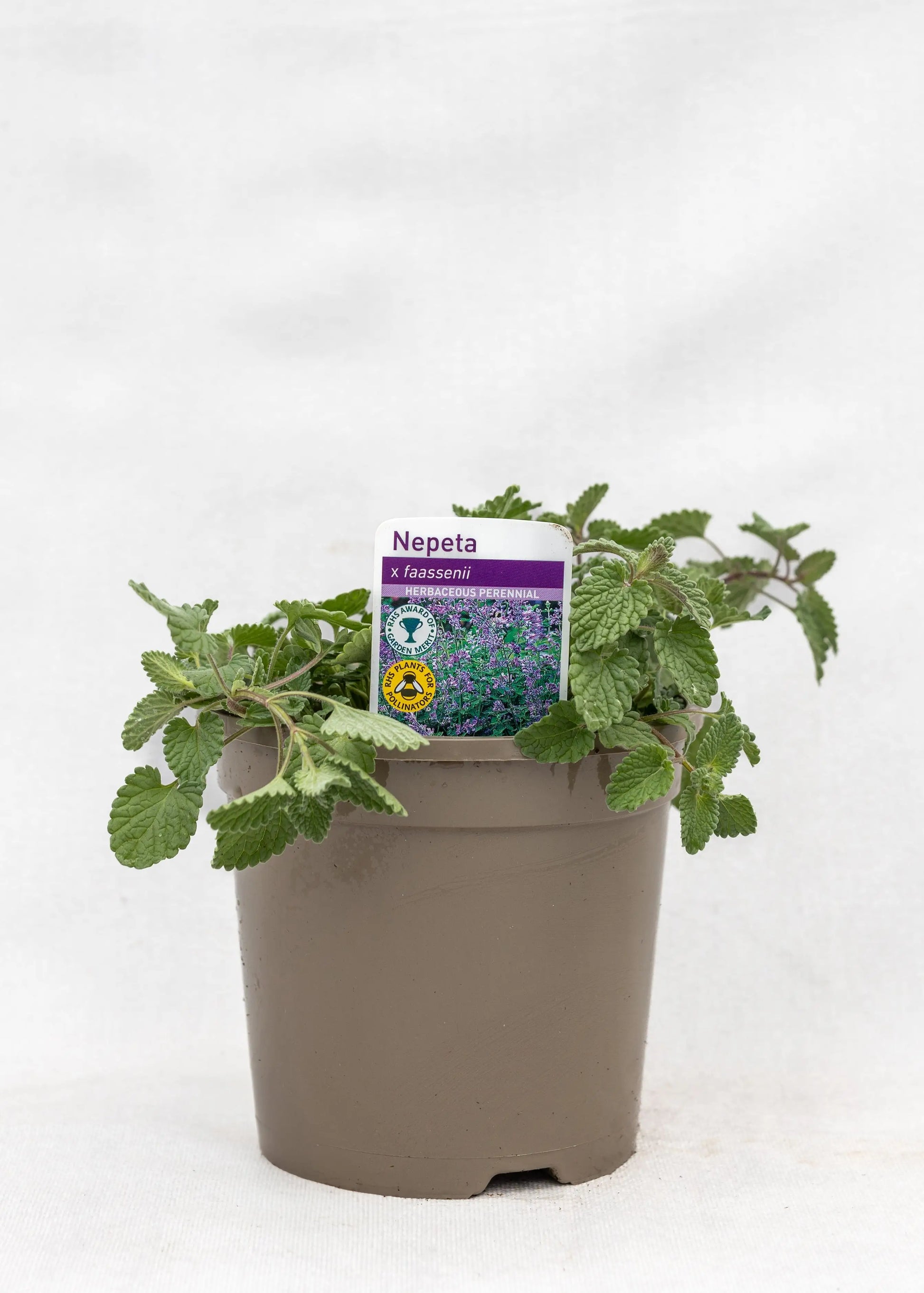 Nepeta 'Faassenii'