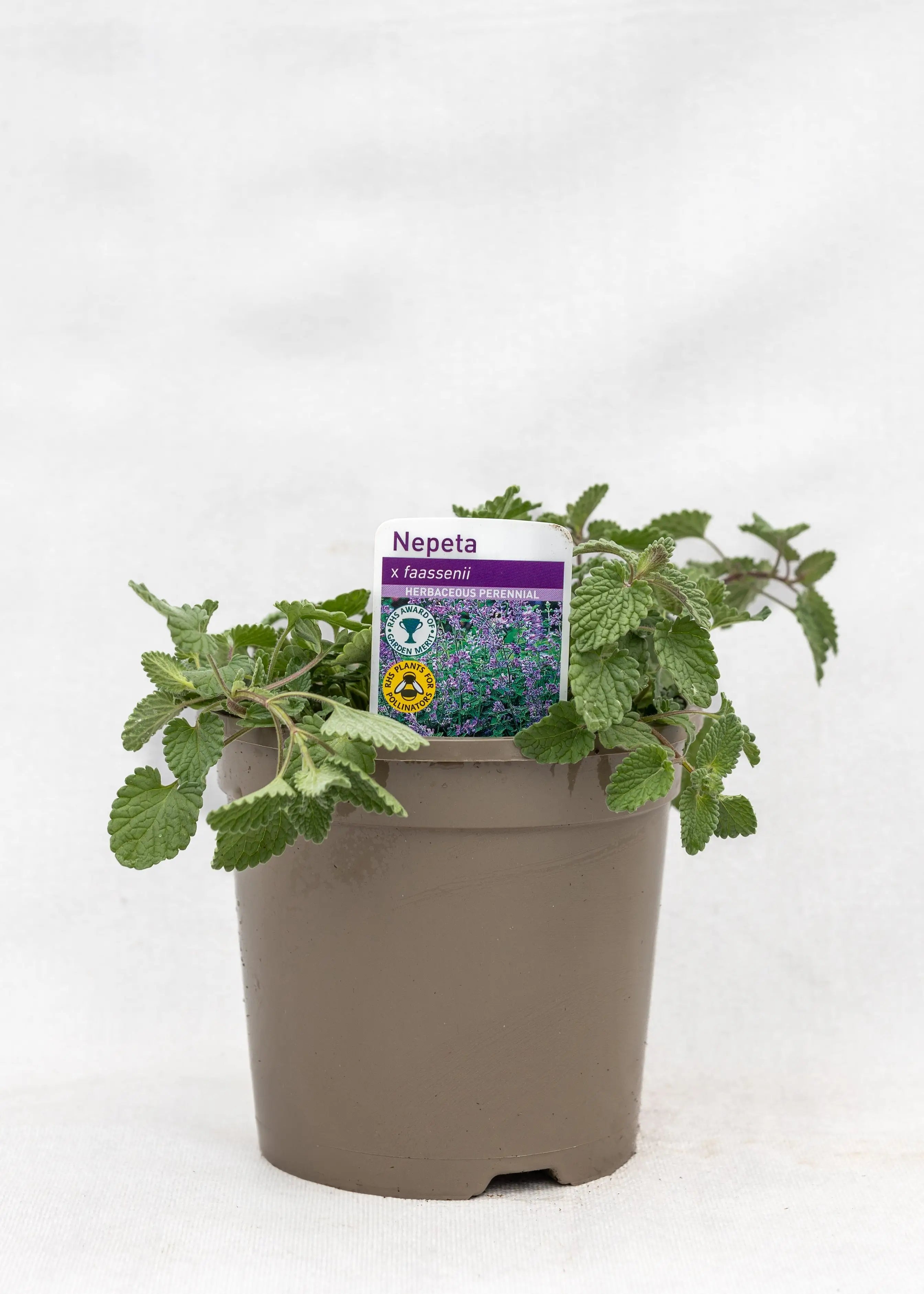 Nepeta 'Faassenii'