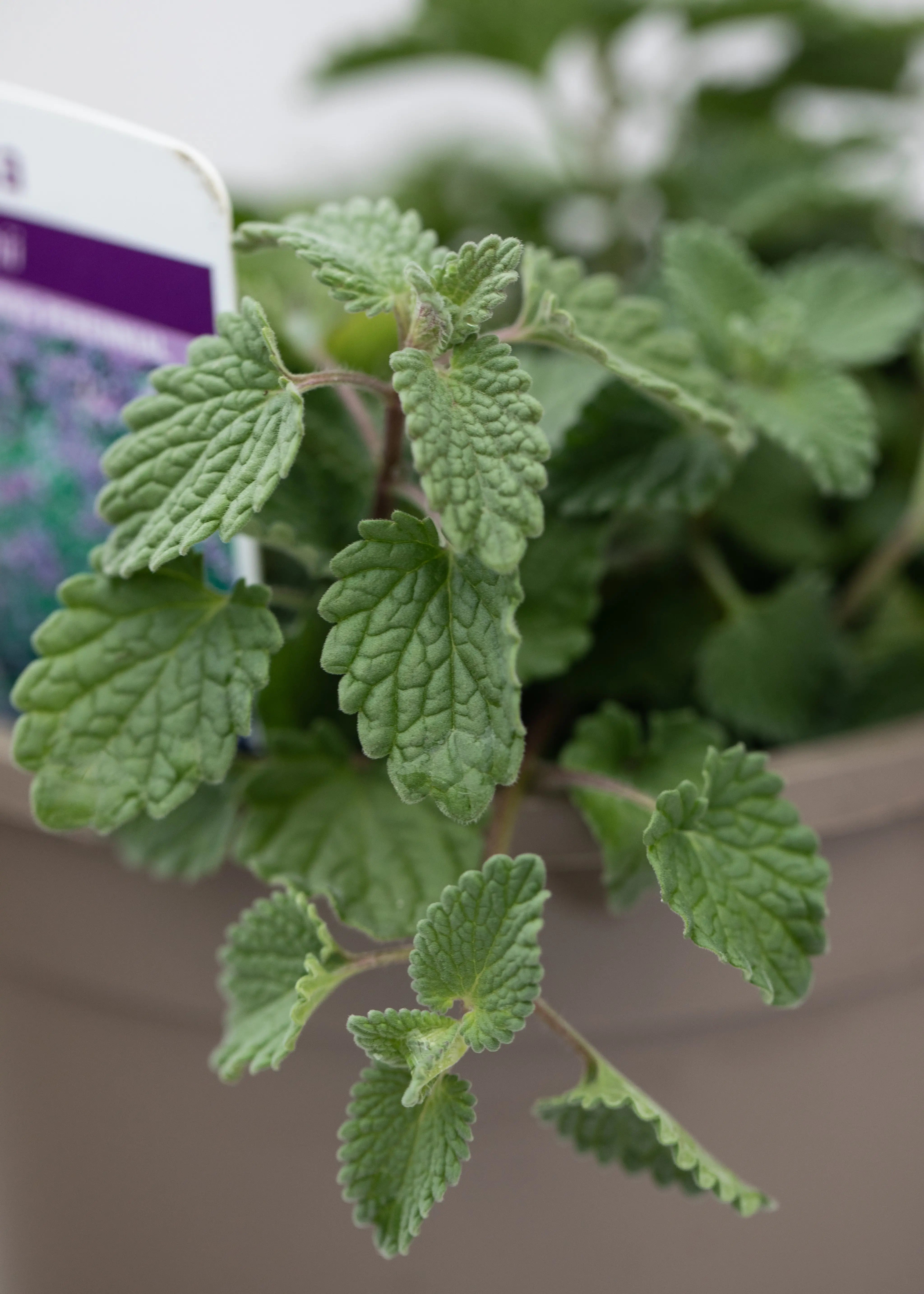 Nepeta 'Faassenii'