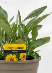 Coreopsis grandiflora 'Early Sunrise'