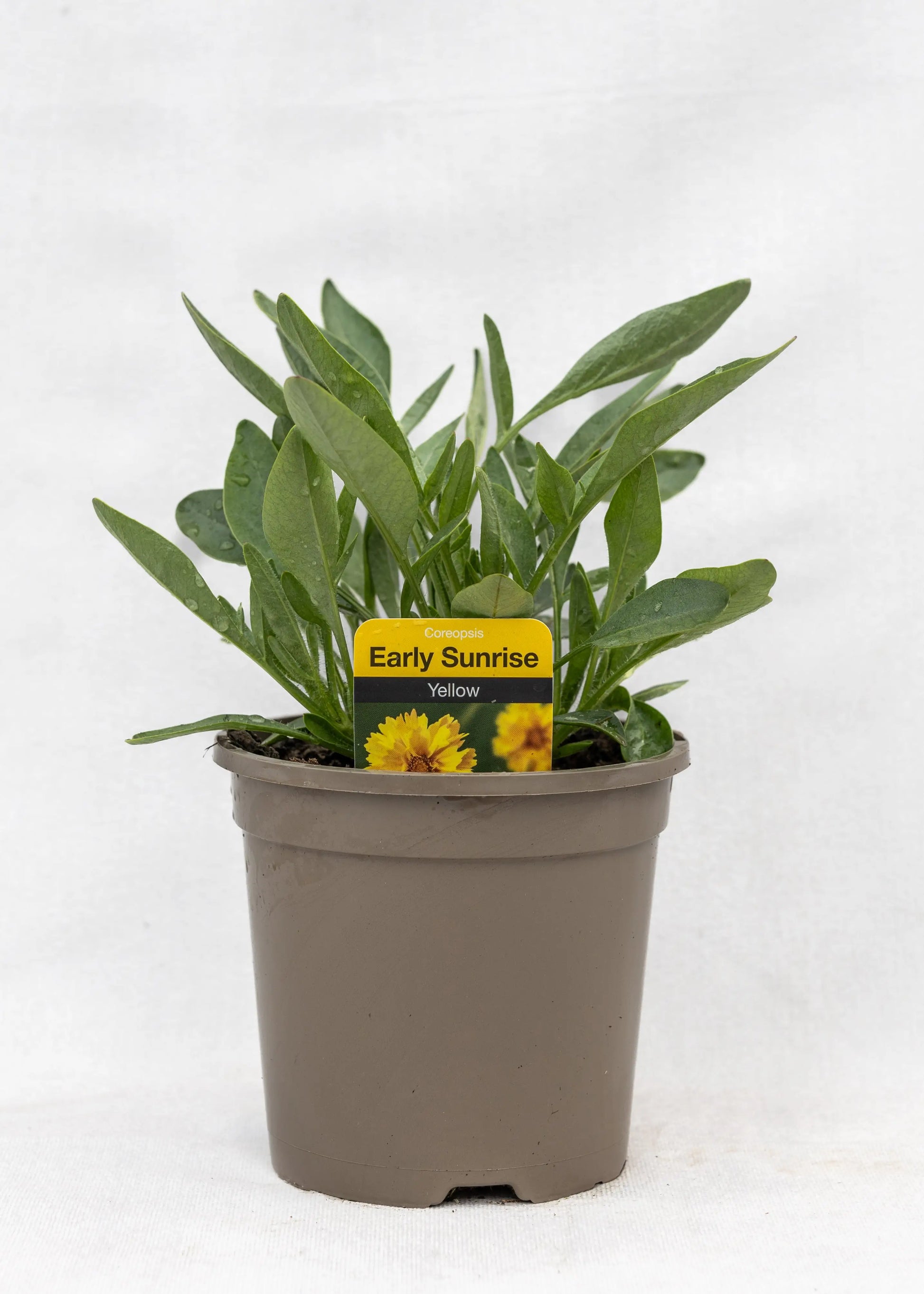 Coreopsis grandiflora 'Early Sunrise'