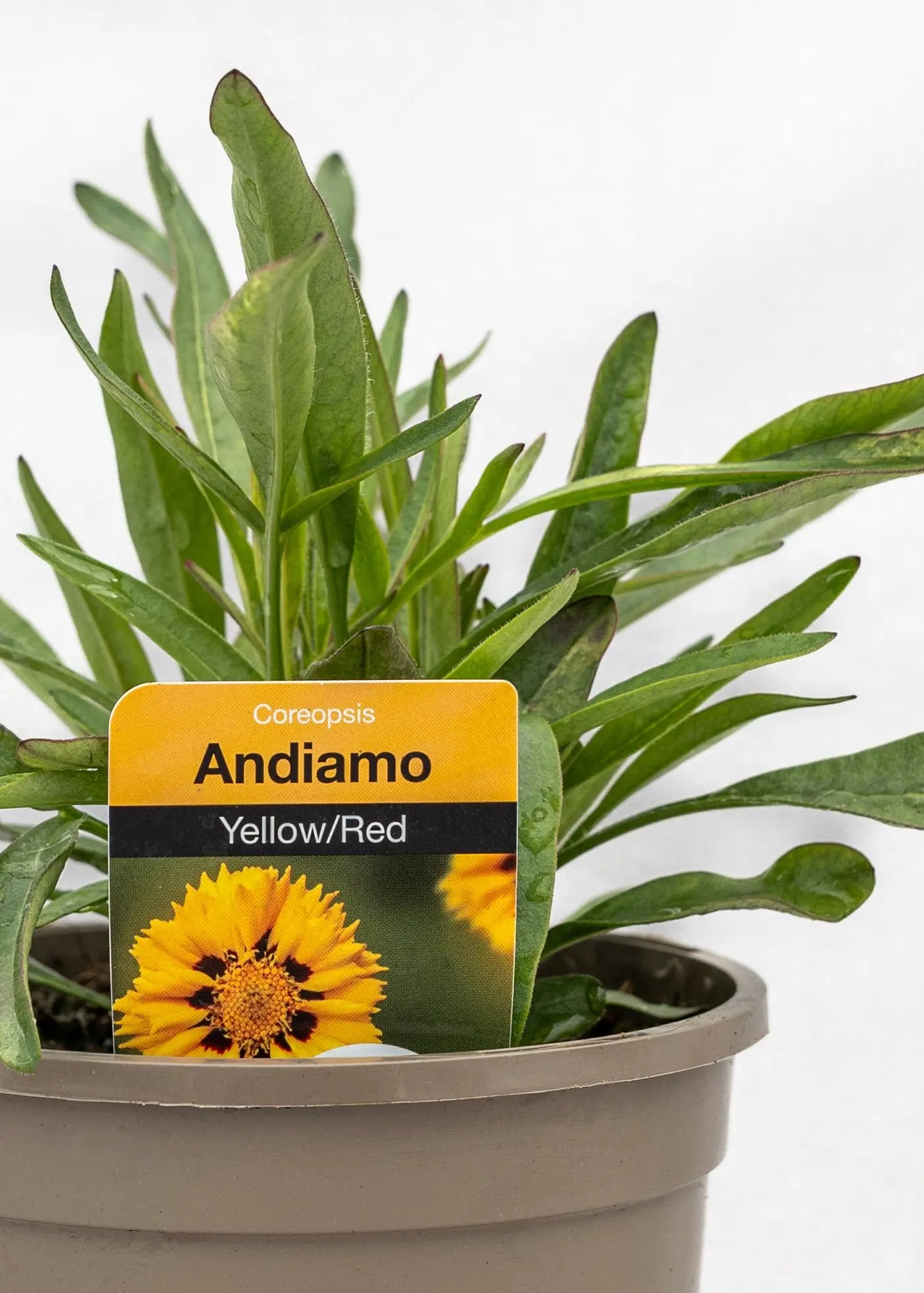 Coreopsis grandiflora 'Andiamo Yellow Red'
