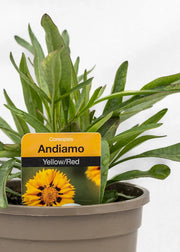 Coreopsis grandiflora 'Andiamo Yellow Red'