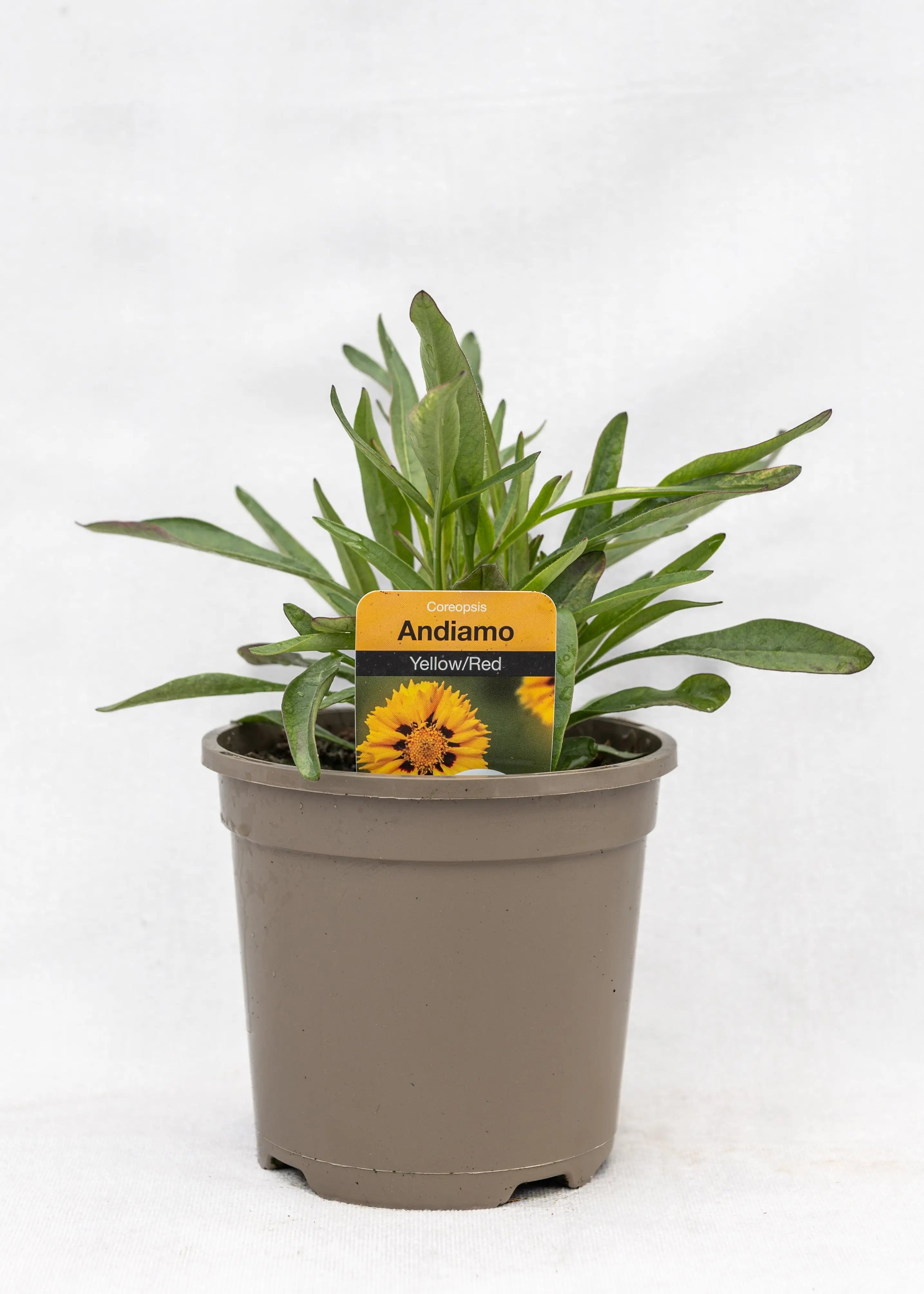 Coreopsis grandiflora 'Andiamo Yellow Red'