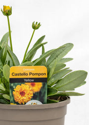 Coreopsis grandiflora 'Castello Pompon Yellow'