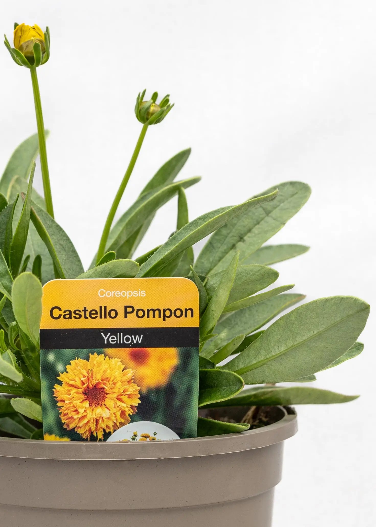 Coreopsis grandiflora 'Castello Pompon Yellow'
