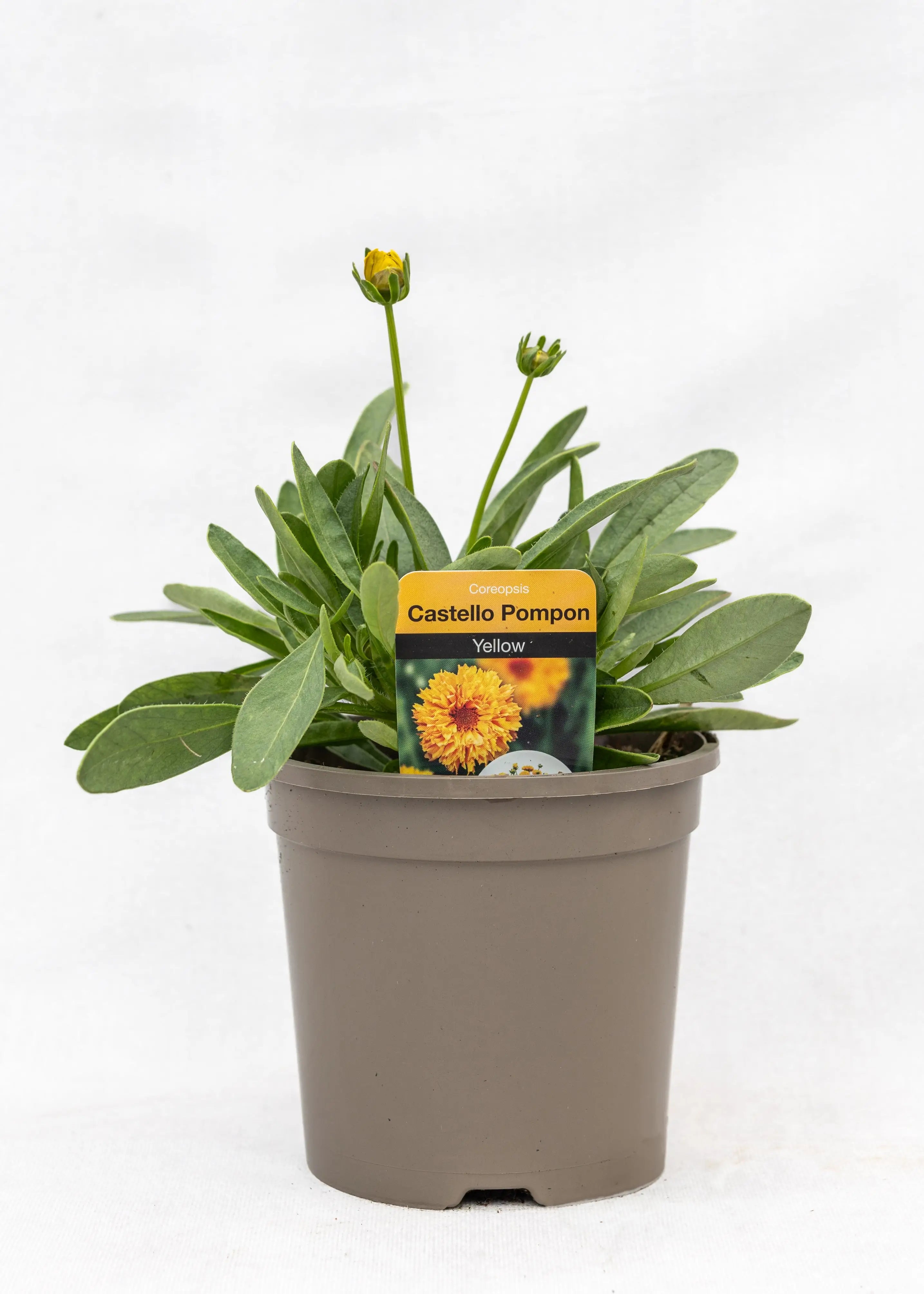 Coreopsis grandiflora 'Castello Pompon Yellow'