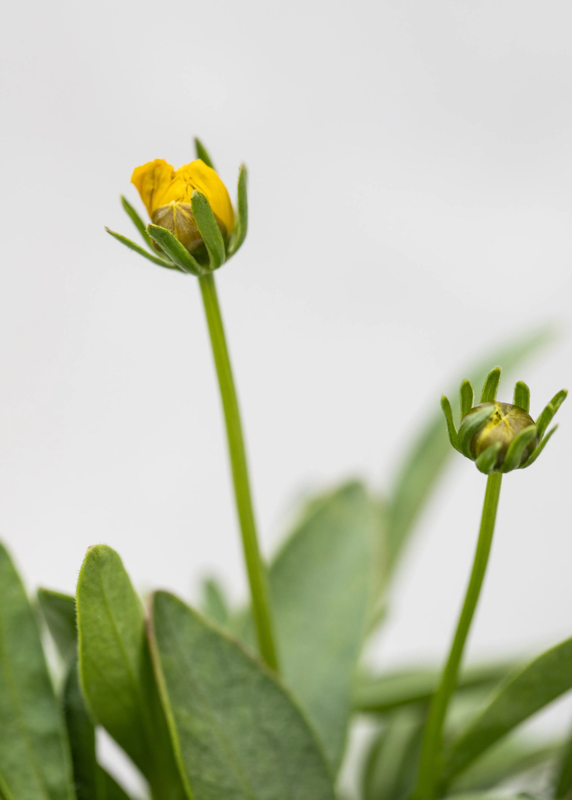 Coreopsis grandiflora 'Castello Pompon Yellow'