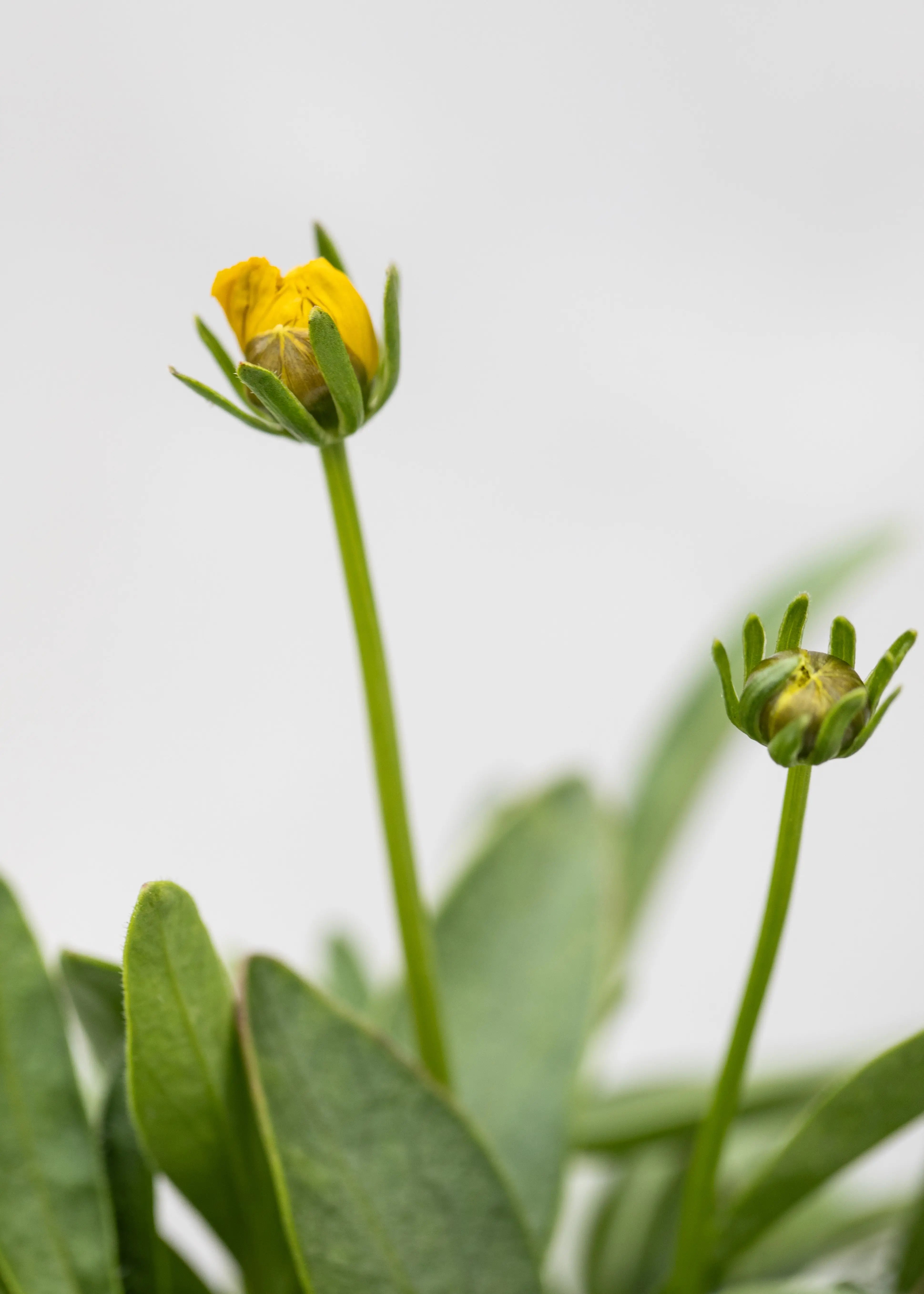 Coreopsis grandiflora 'Castello Pompon Yellow'