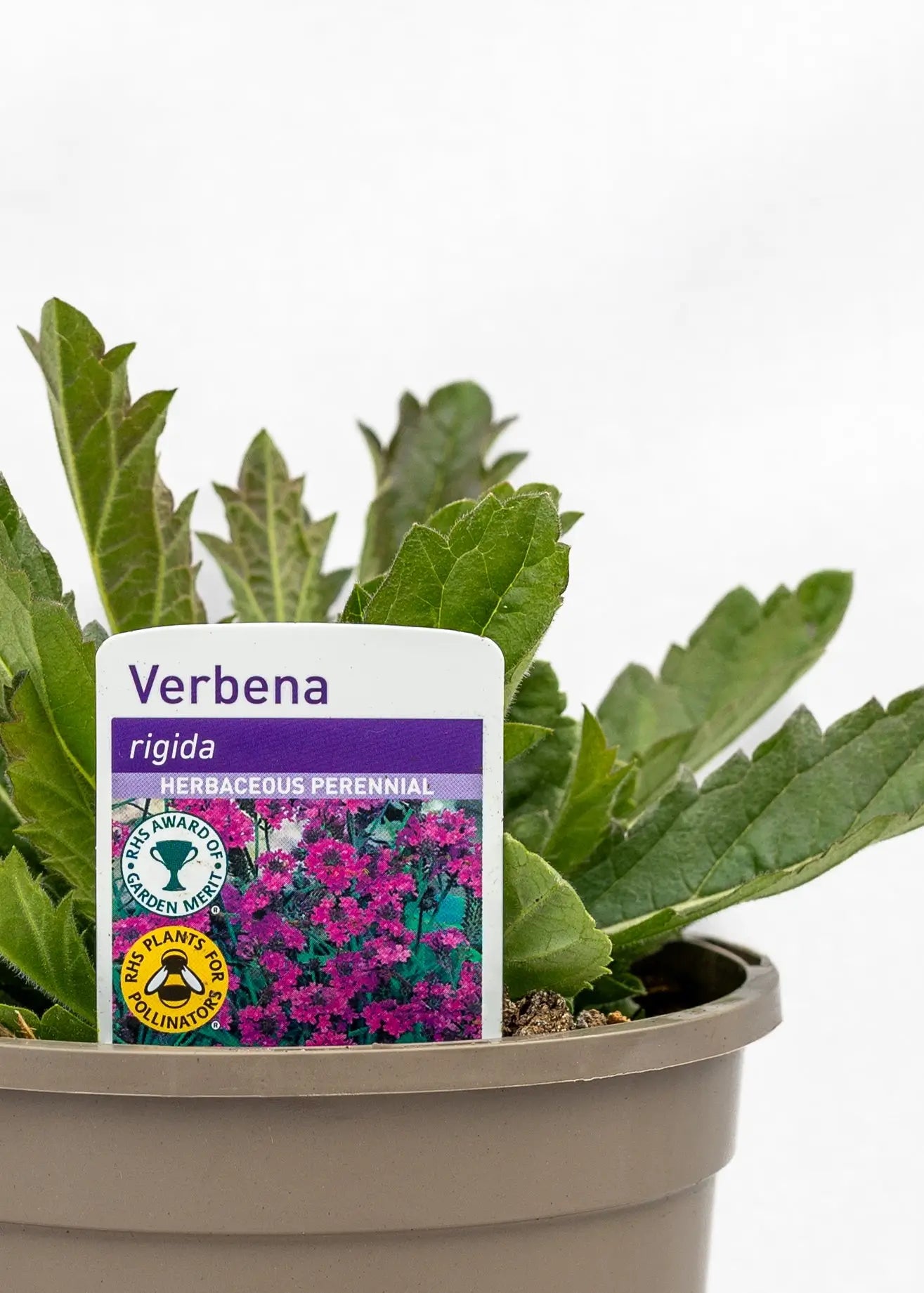 Verbena rigida 'Dazzling Night'