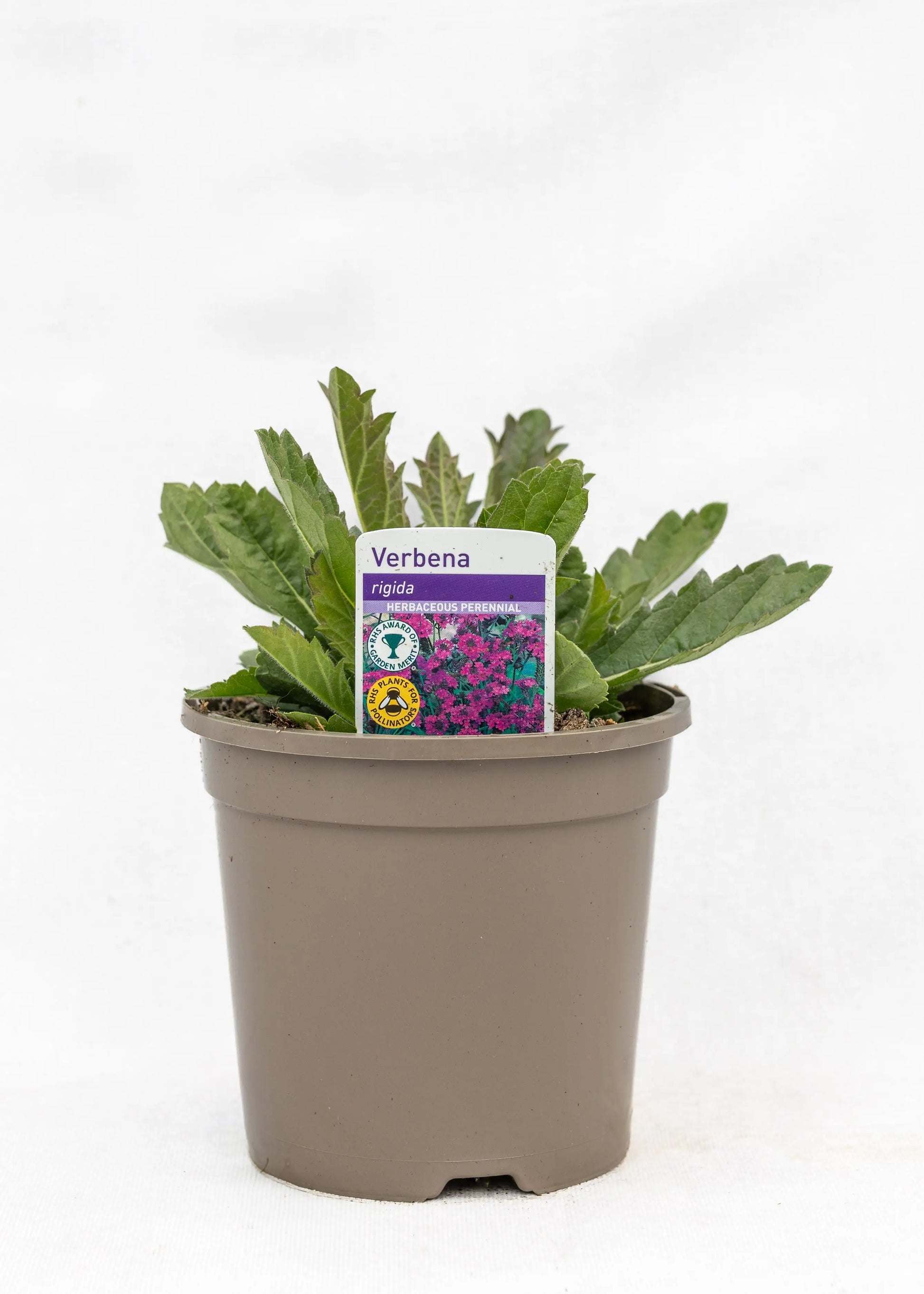 Verbena rigida 'Dazzling Night'