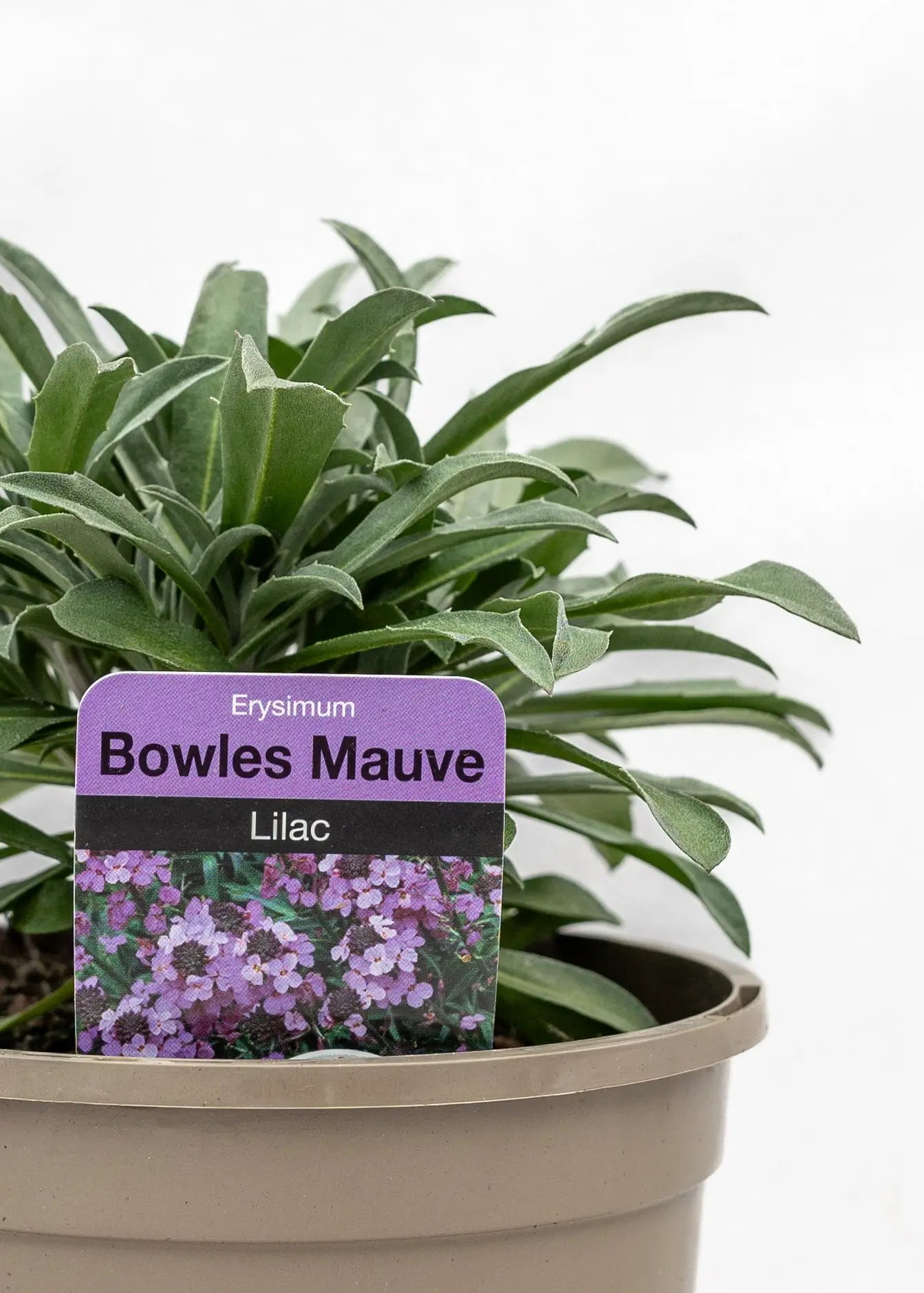 Erysimum linifolium 'Bowles Mauve'