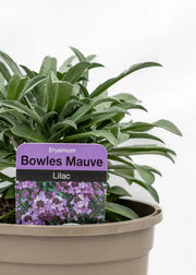 Erysimum linifolium 'Bowles Mauve'