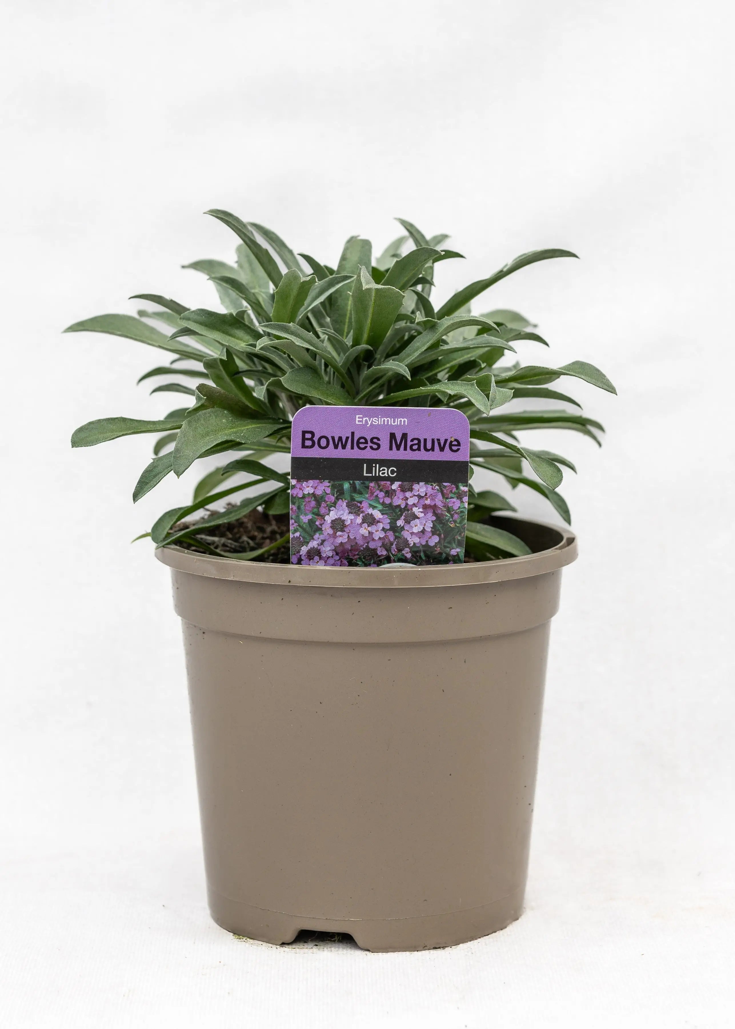 Erysimum linifolium 'Bowles Mauve'