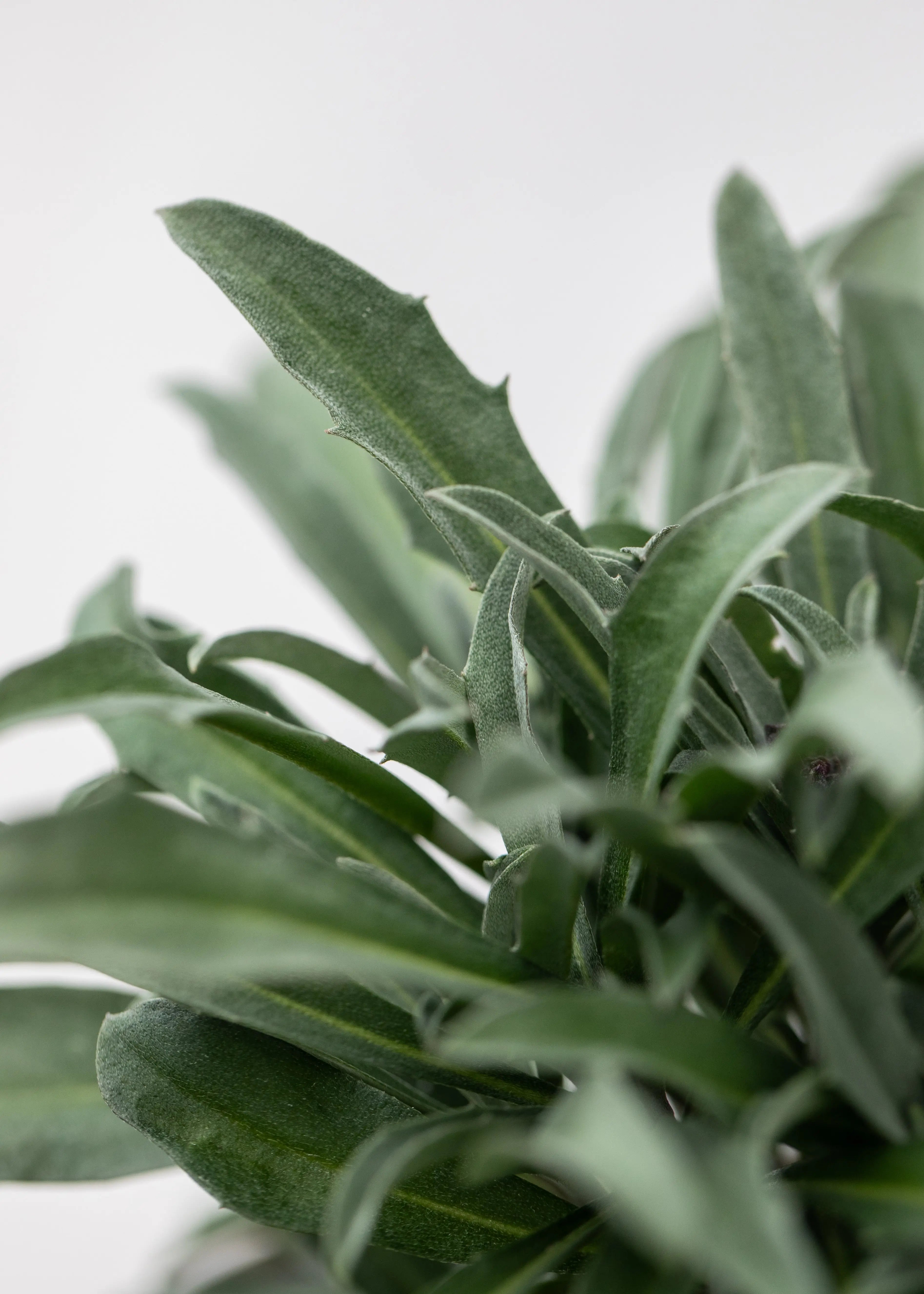 Erysimum linifolium 'Bowles Mauve'