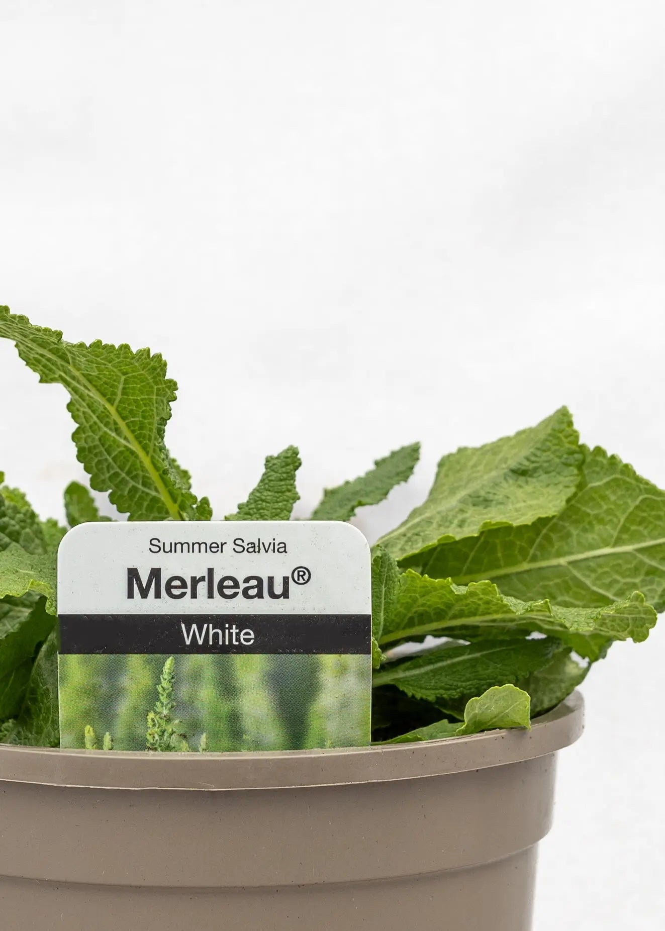 Salvia 'Merleau White'