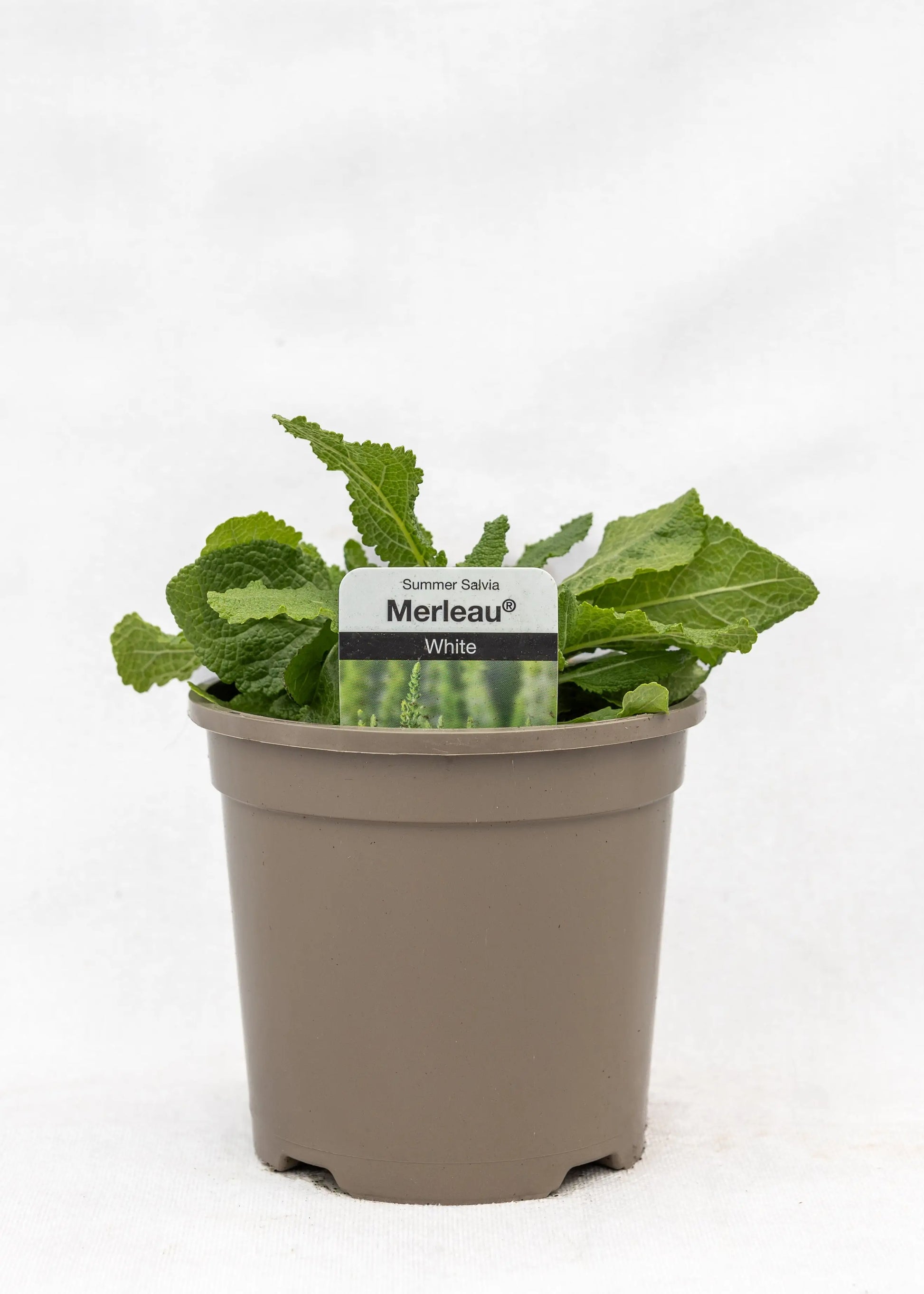 Salvia 'Merleau White'
