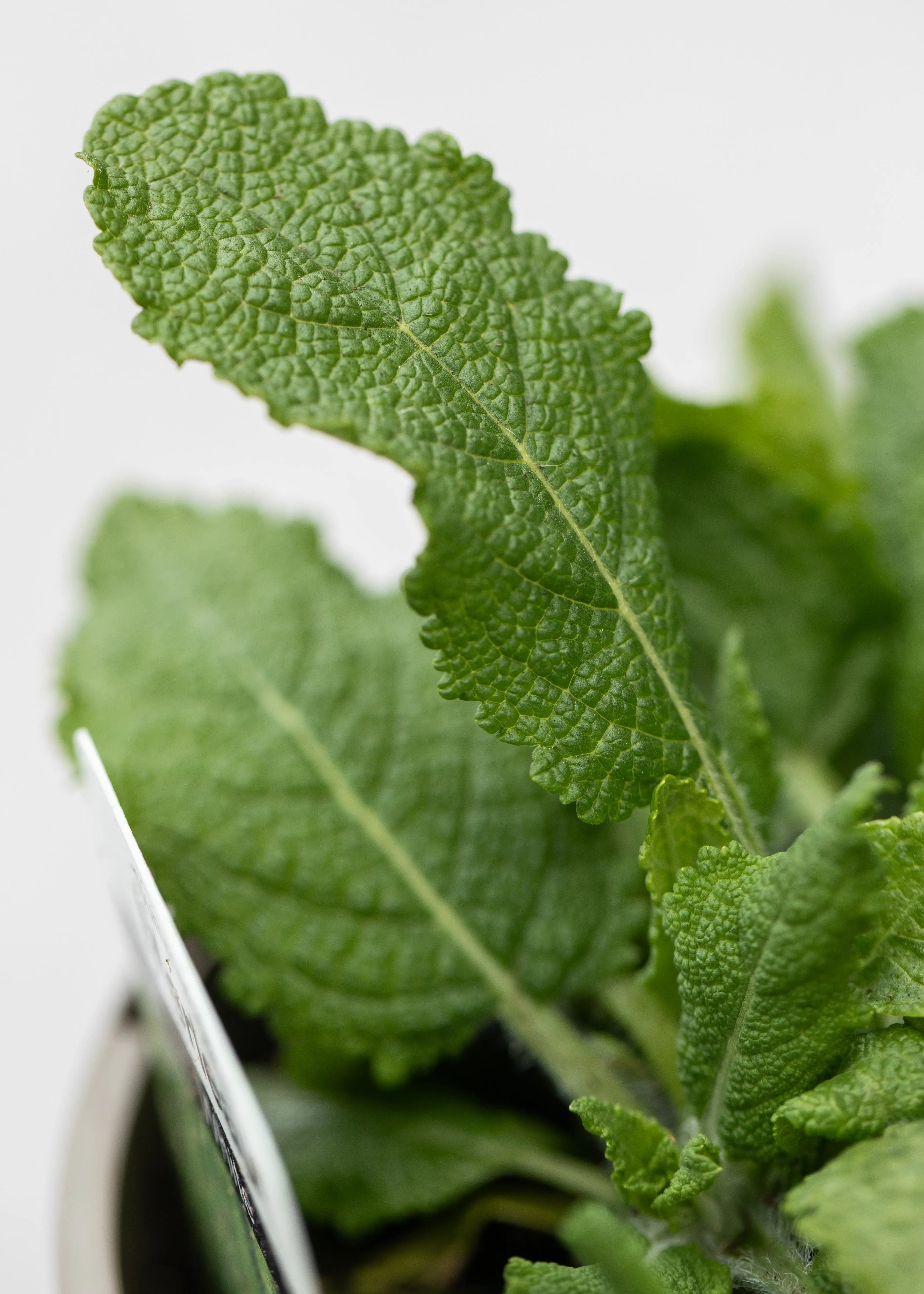 Salvia 'Merleau White'