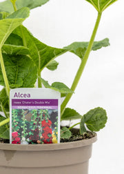 Alcea 'Charter's Yellow'