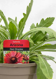 Gaillardia aristata 'Arizona Red'
