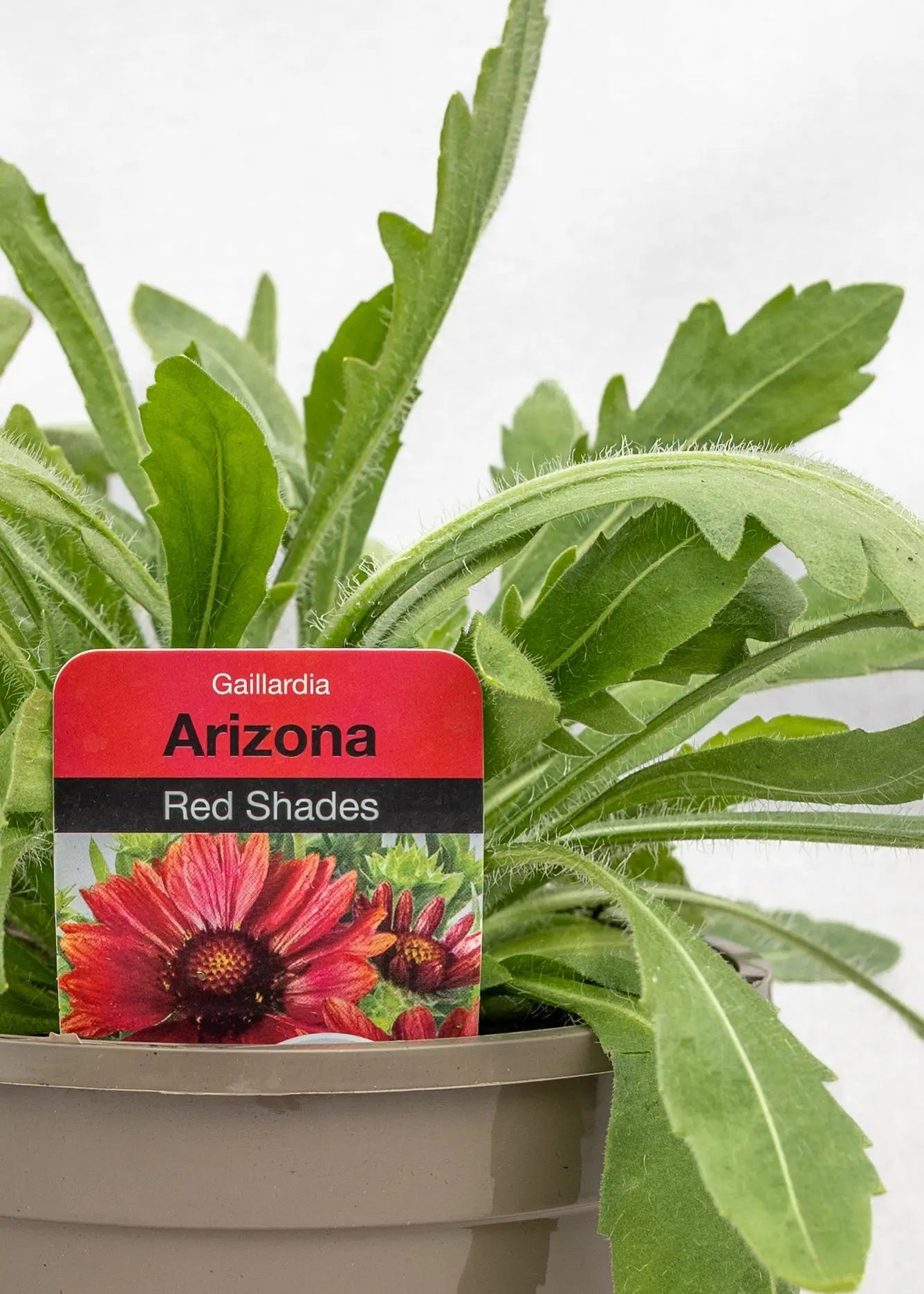 Gaillardia aristata 'Arizona Red'