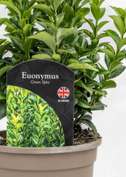 Euonymus 'Green Spire'