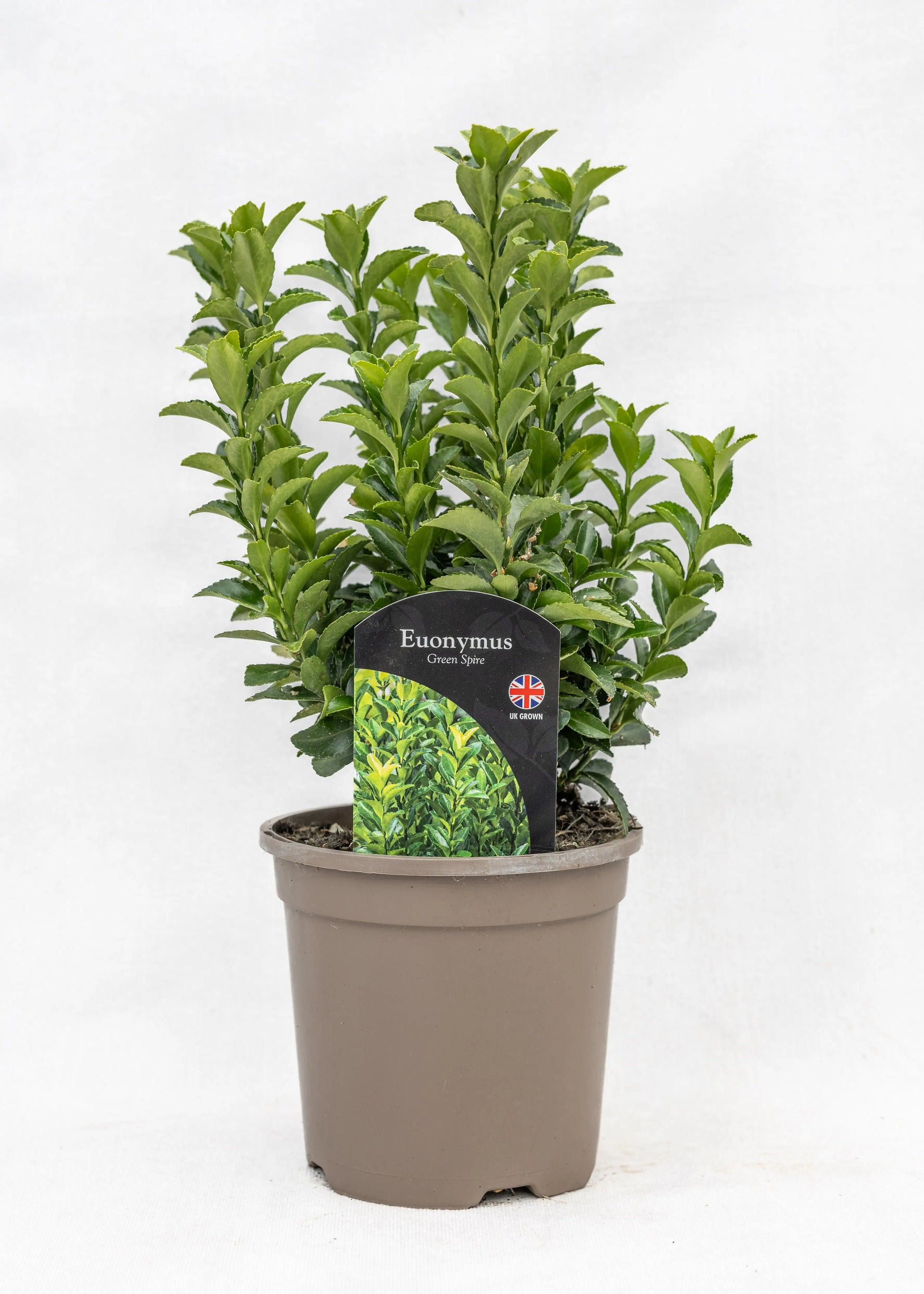 Euonymus 'Green Spire'